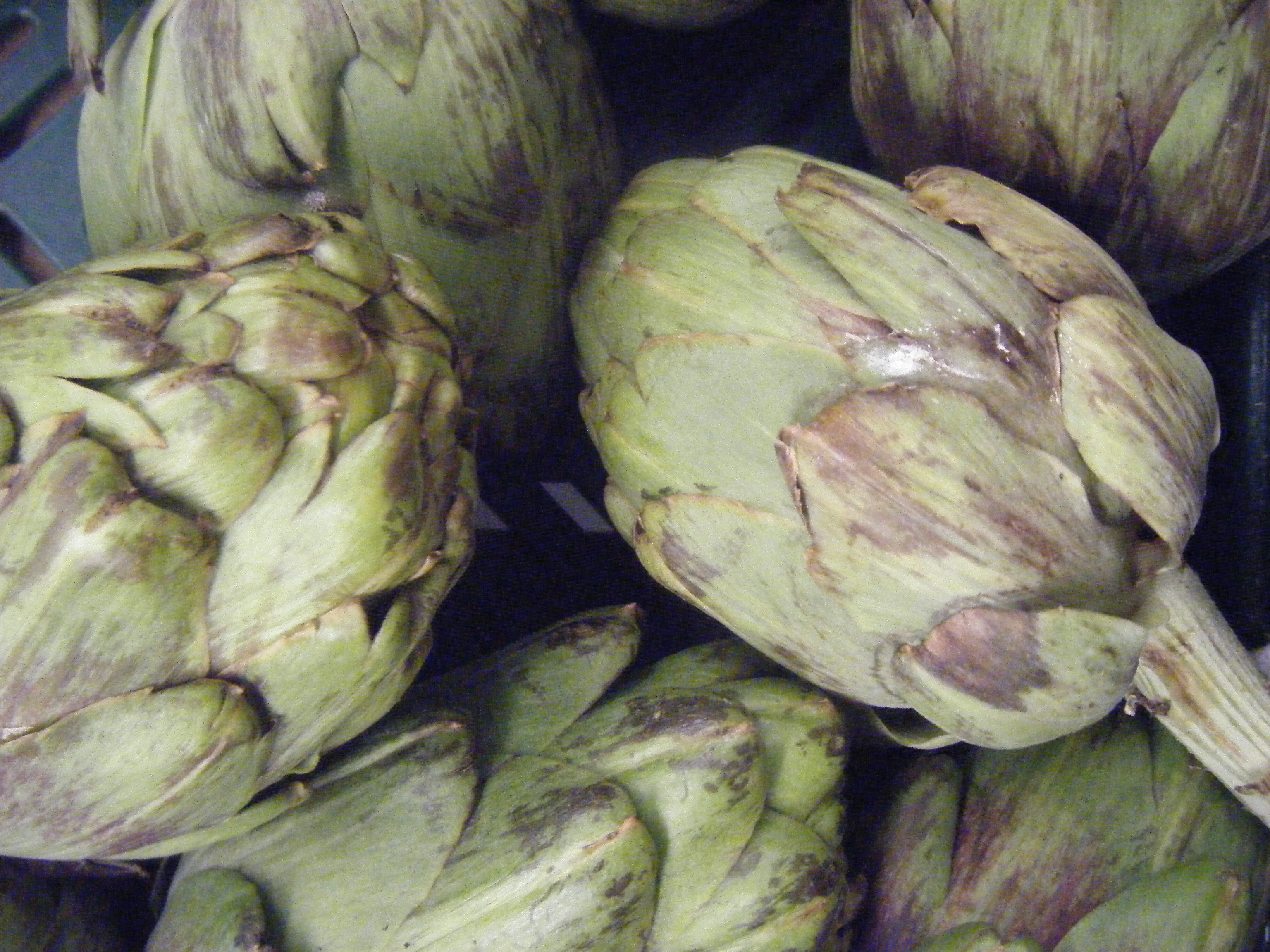 Cynara Scolymus