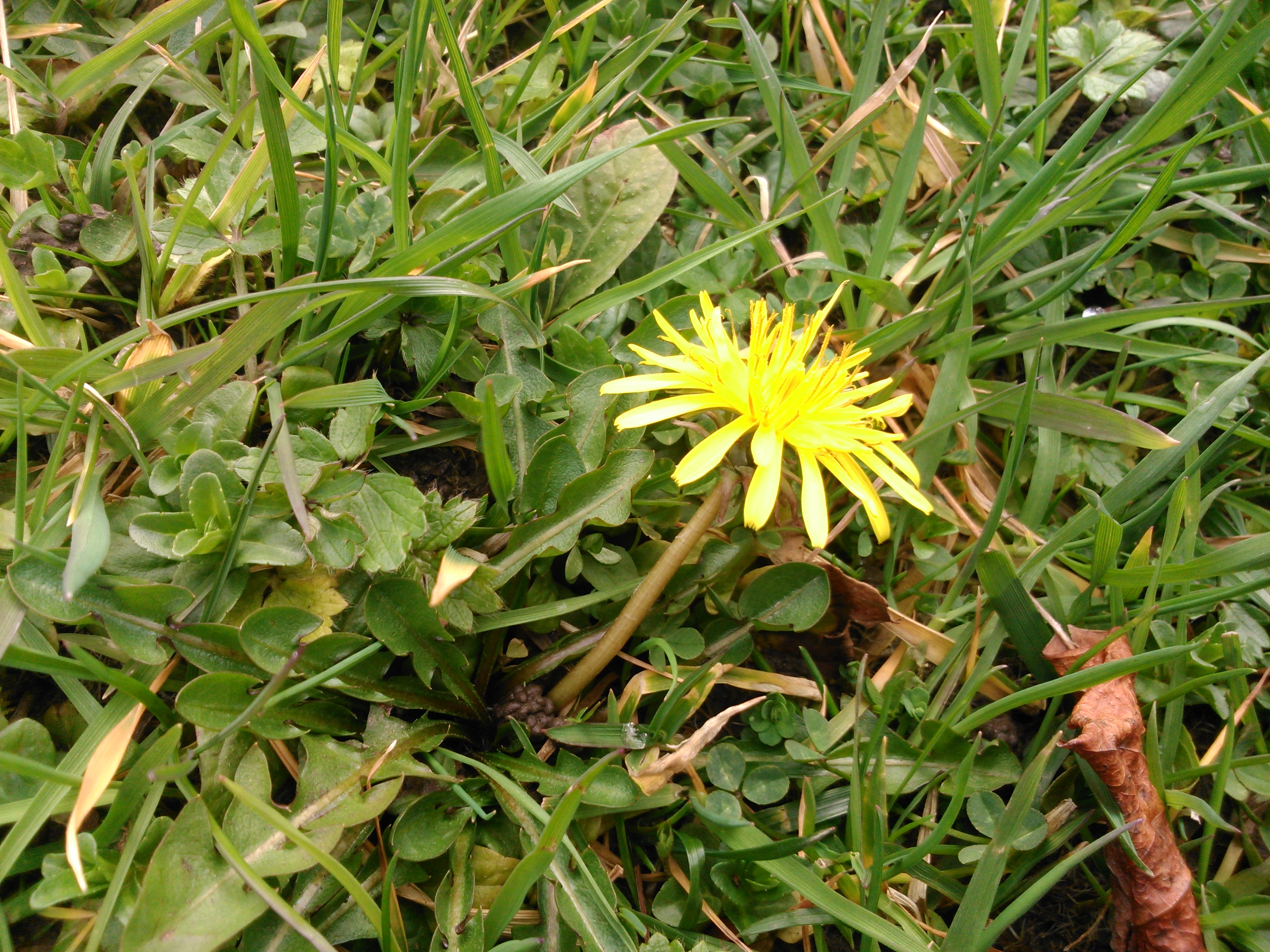 Diente de león (Taraxacum officinale)