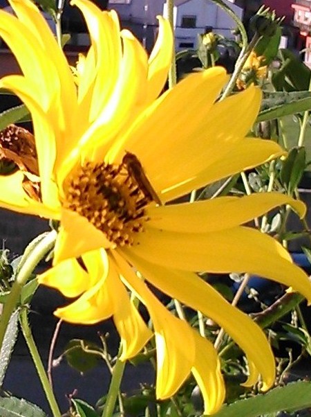 Donoricum orientale (donorico)