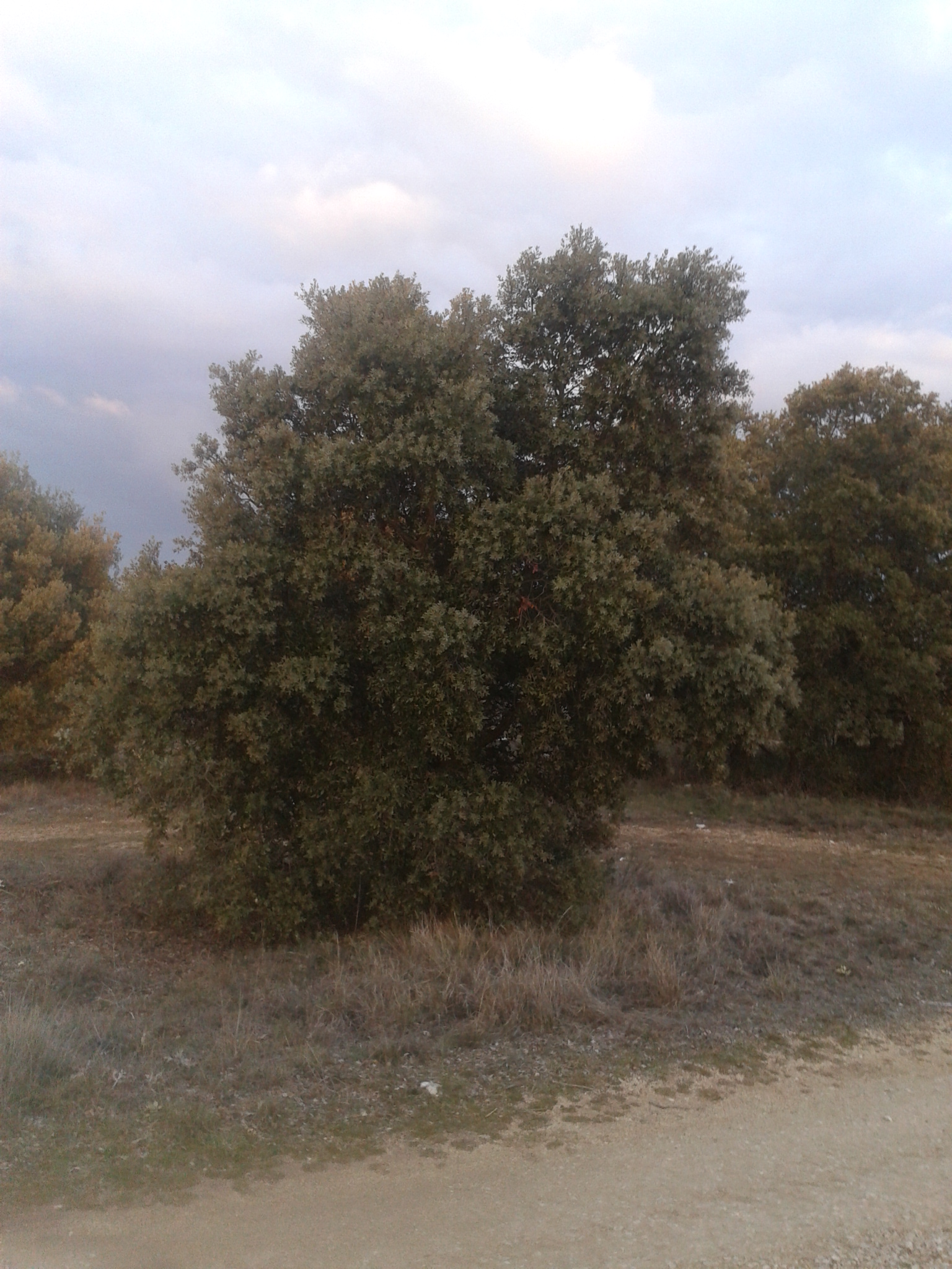 Encina