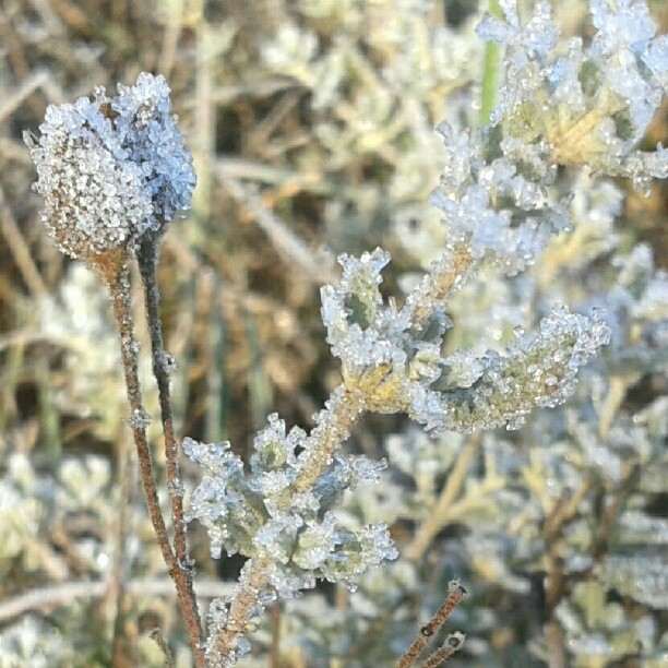 Escarcha