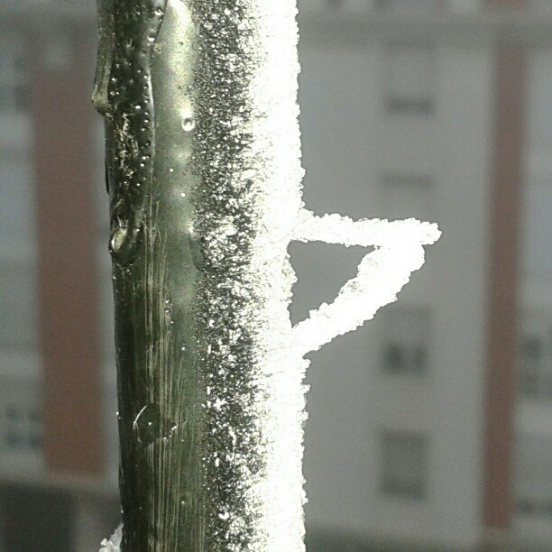 Escarcha