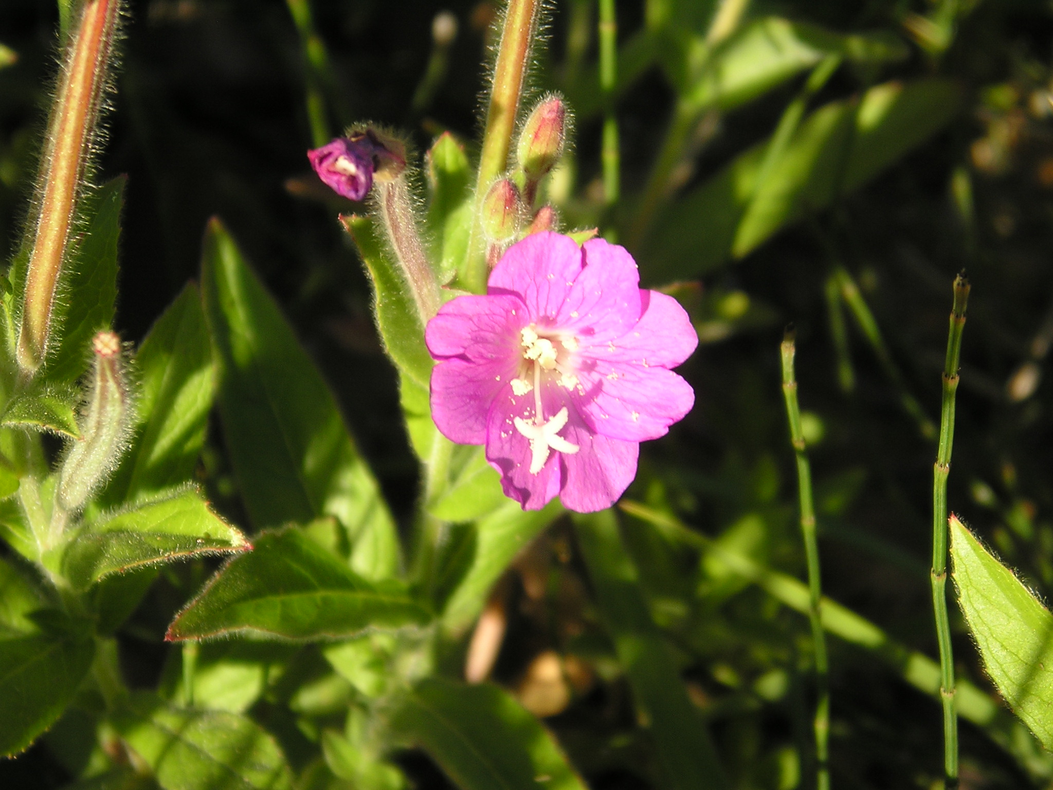 Flor
