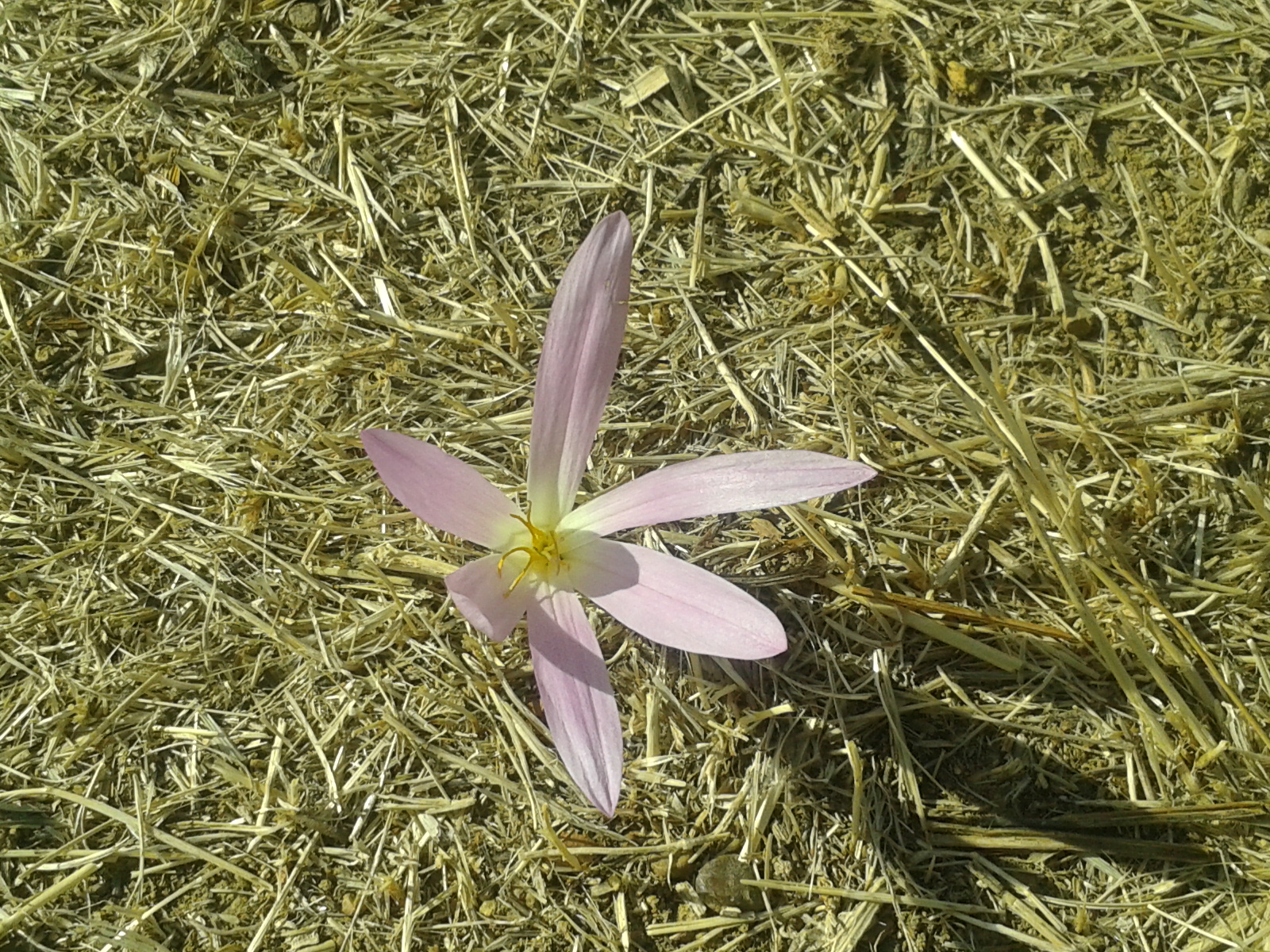 Flor