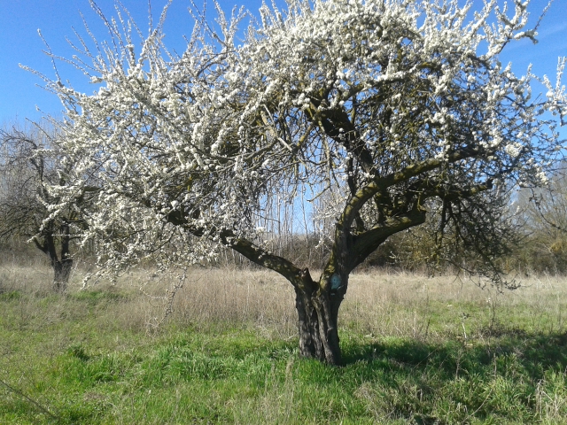 Flor de Ciruelo Japonés