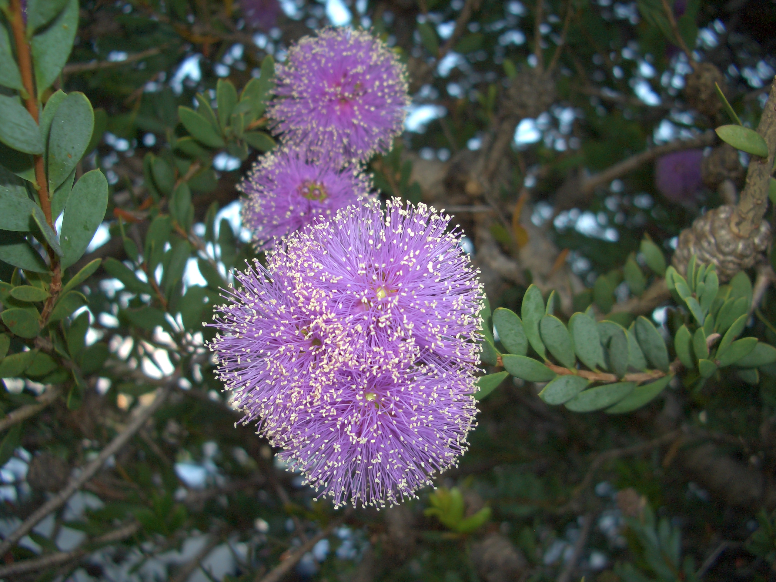 Flor de planta crasa