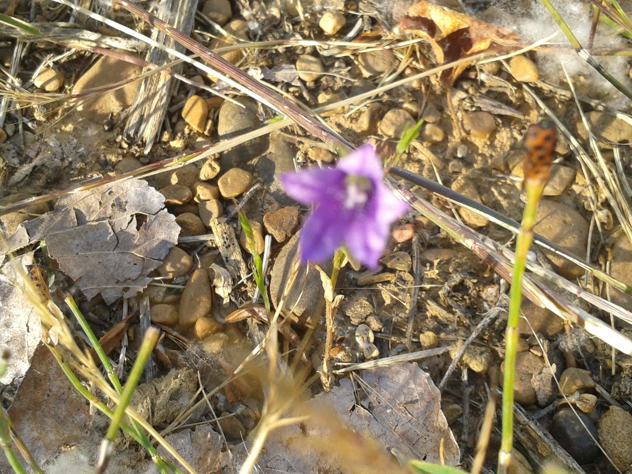 Flor rosa