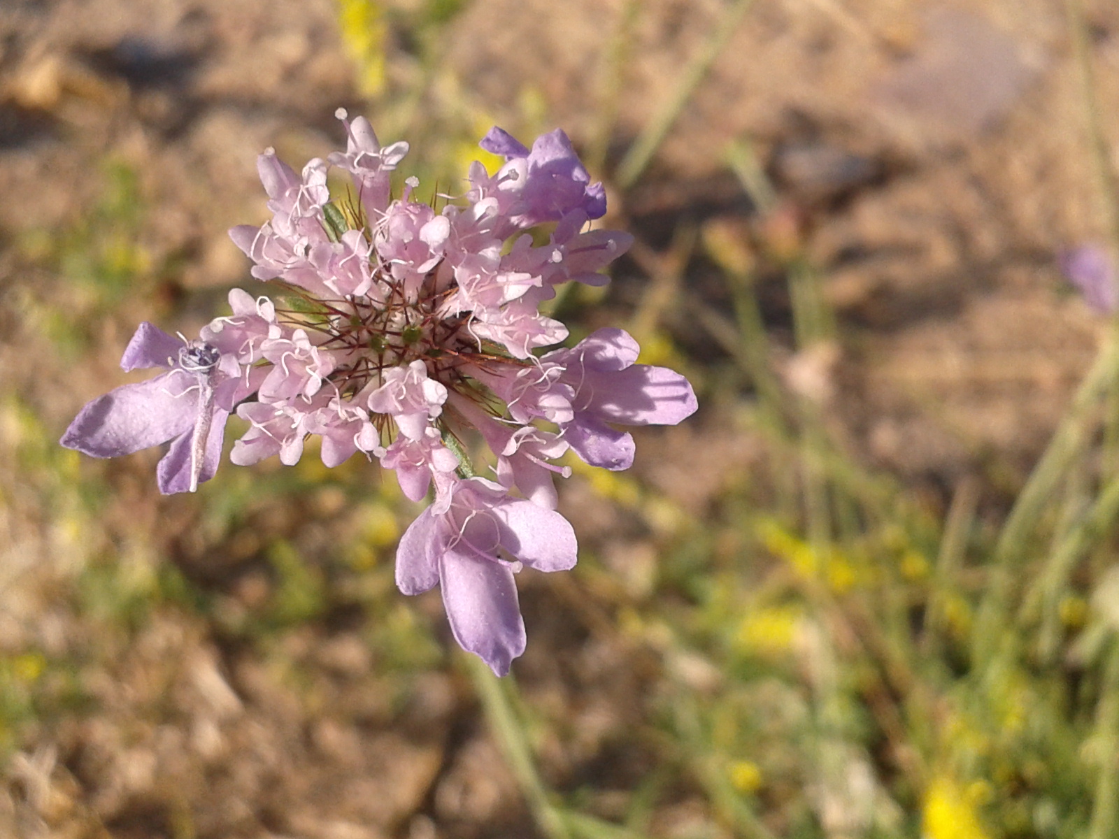 Flor