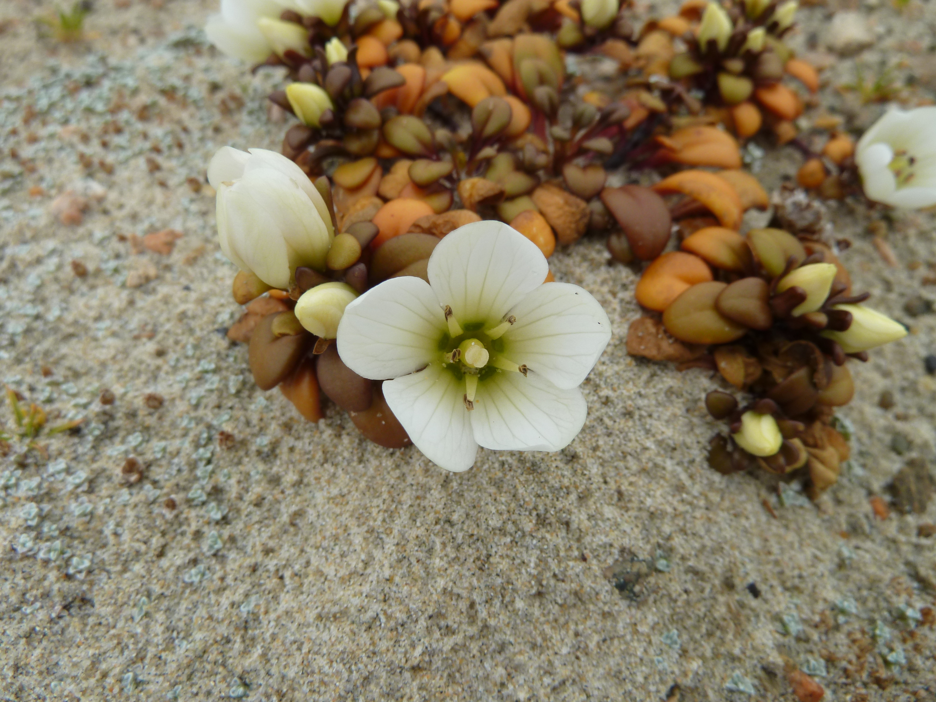 Florecilla blanca