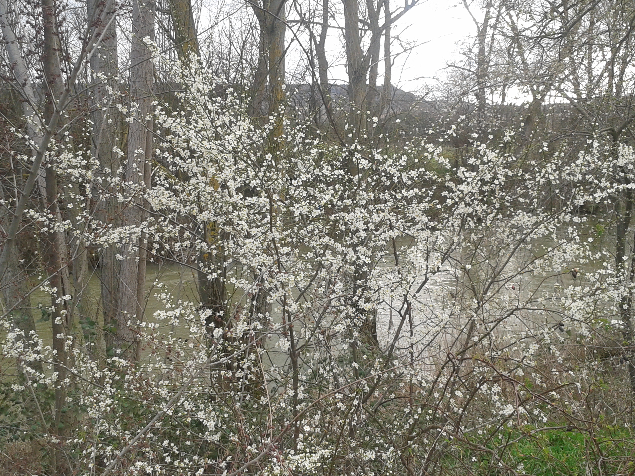 Flores blancas