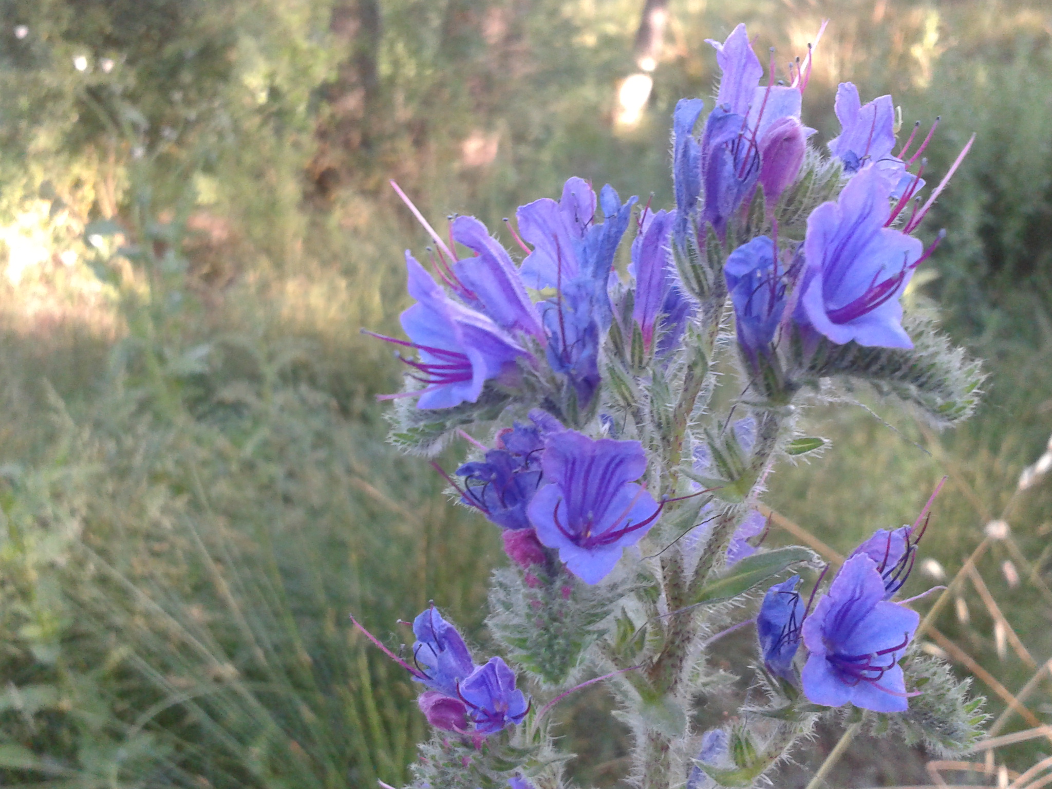 Flores moradas