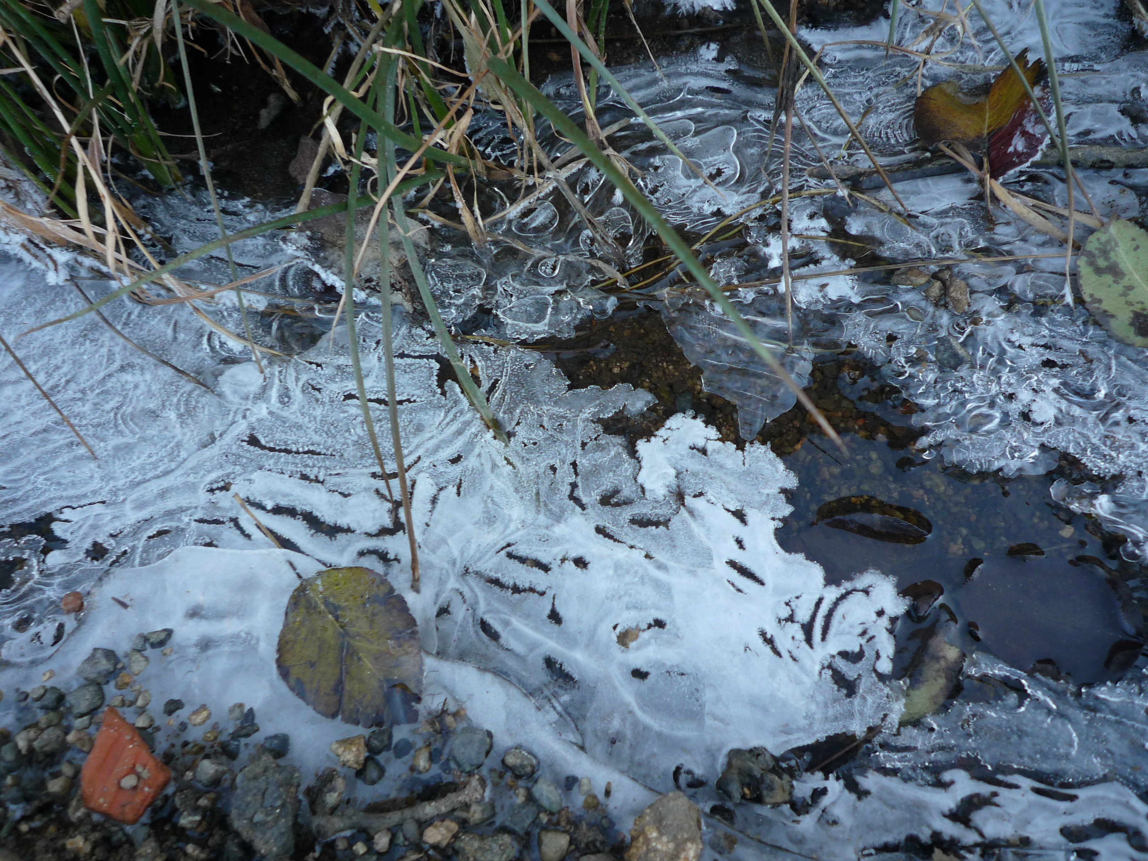 Formación de hielo en un arroyo de Navaescurial