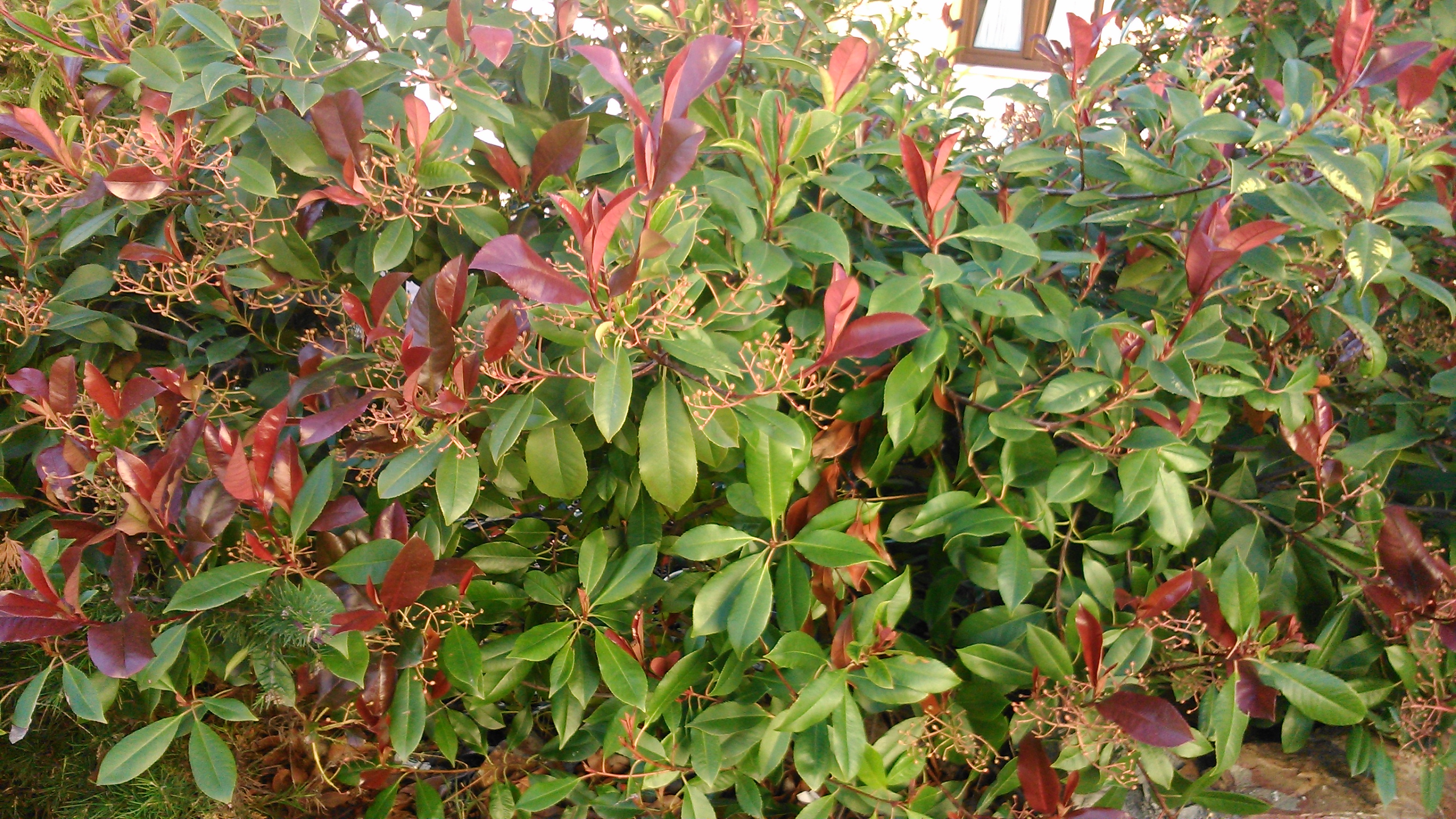 Fotinia fraseri (Photinia xfraseri)
