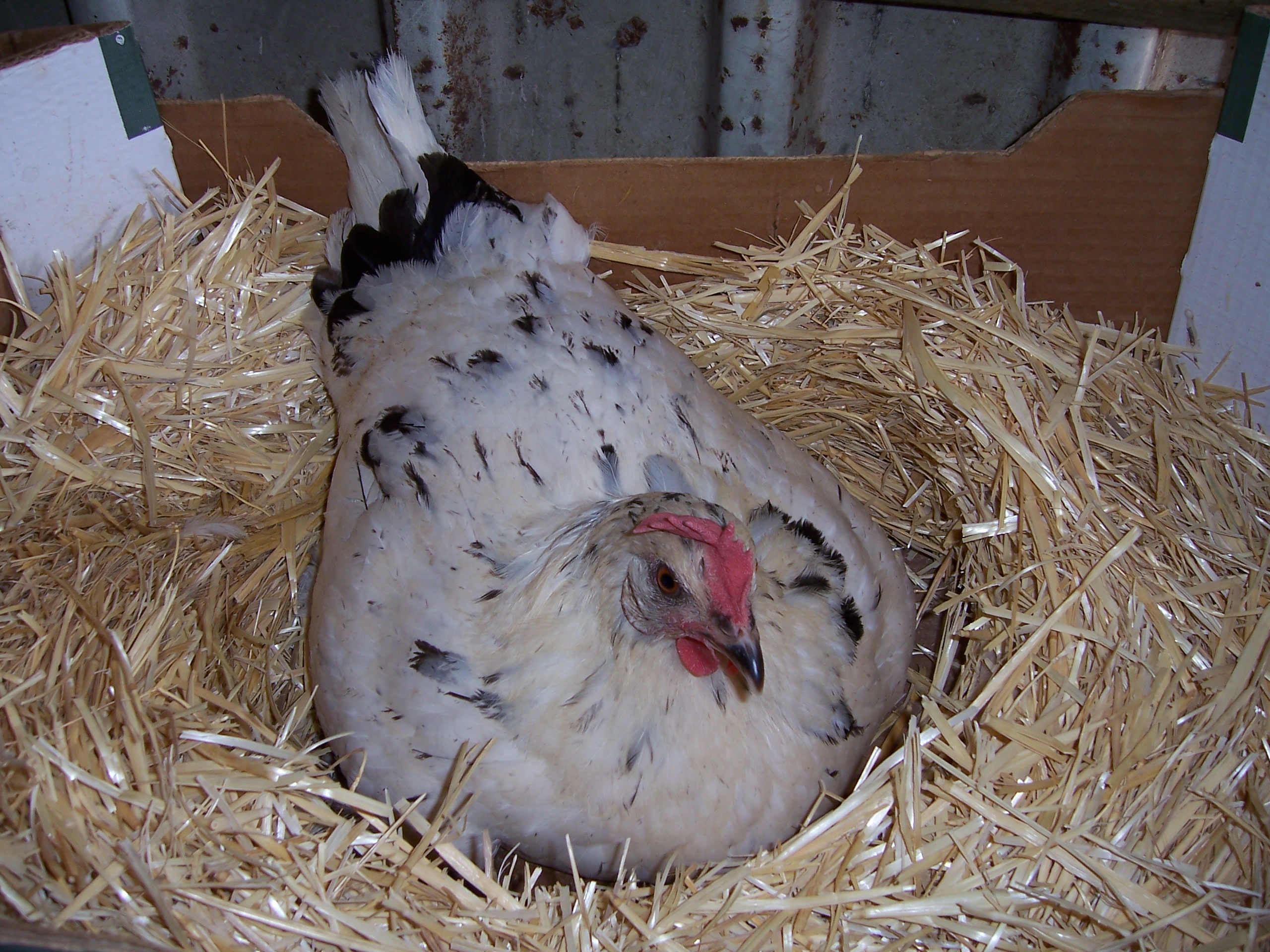 Gallina empollando huevos