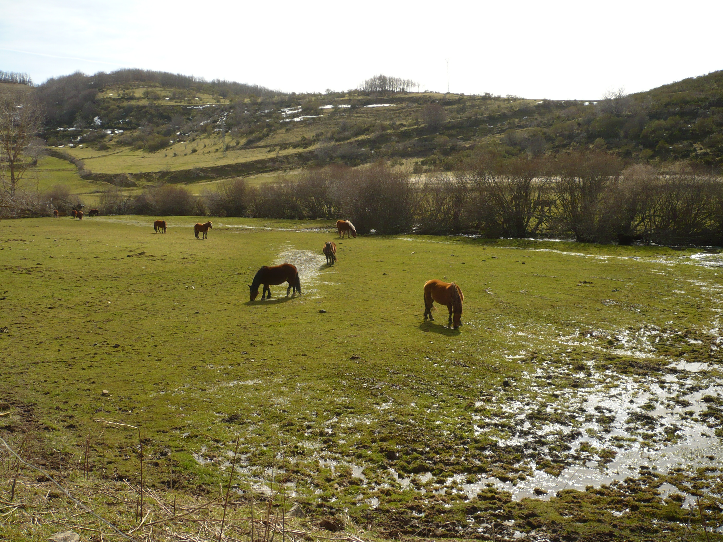 El ganado equino en Palencia