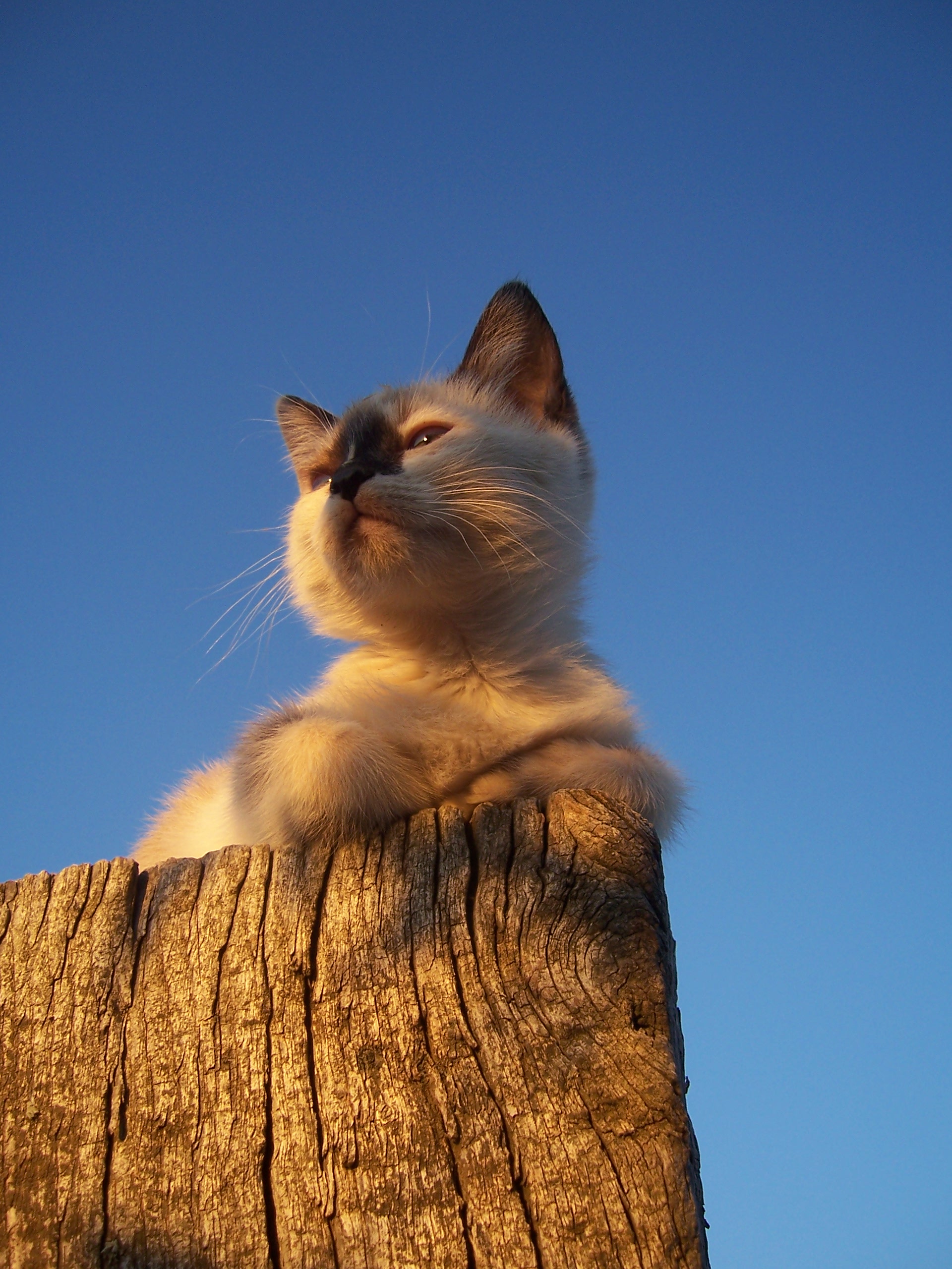 El Gato vigía