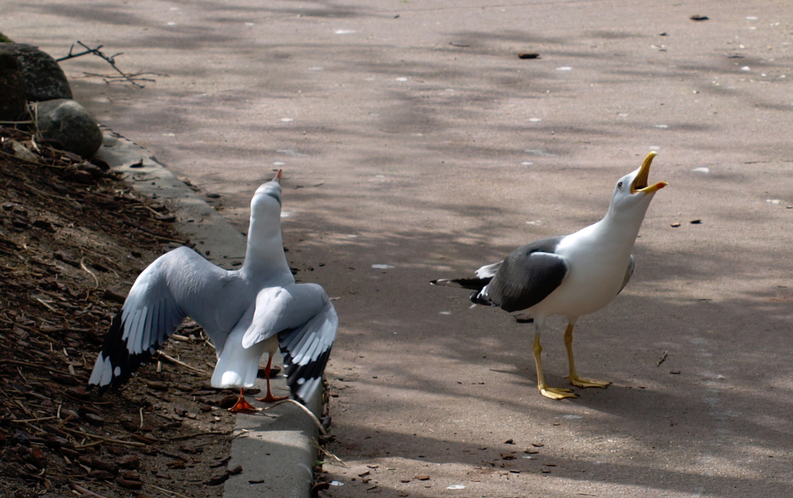 Gaviotas