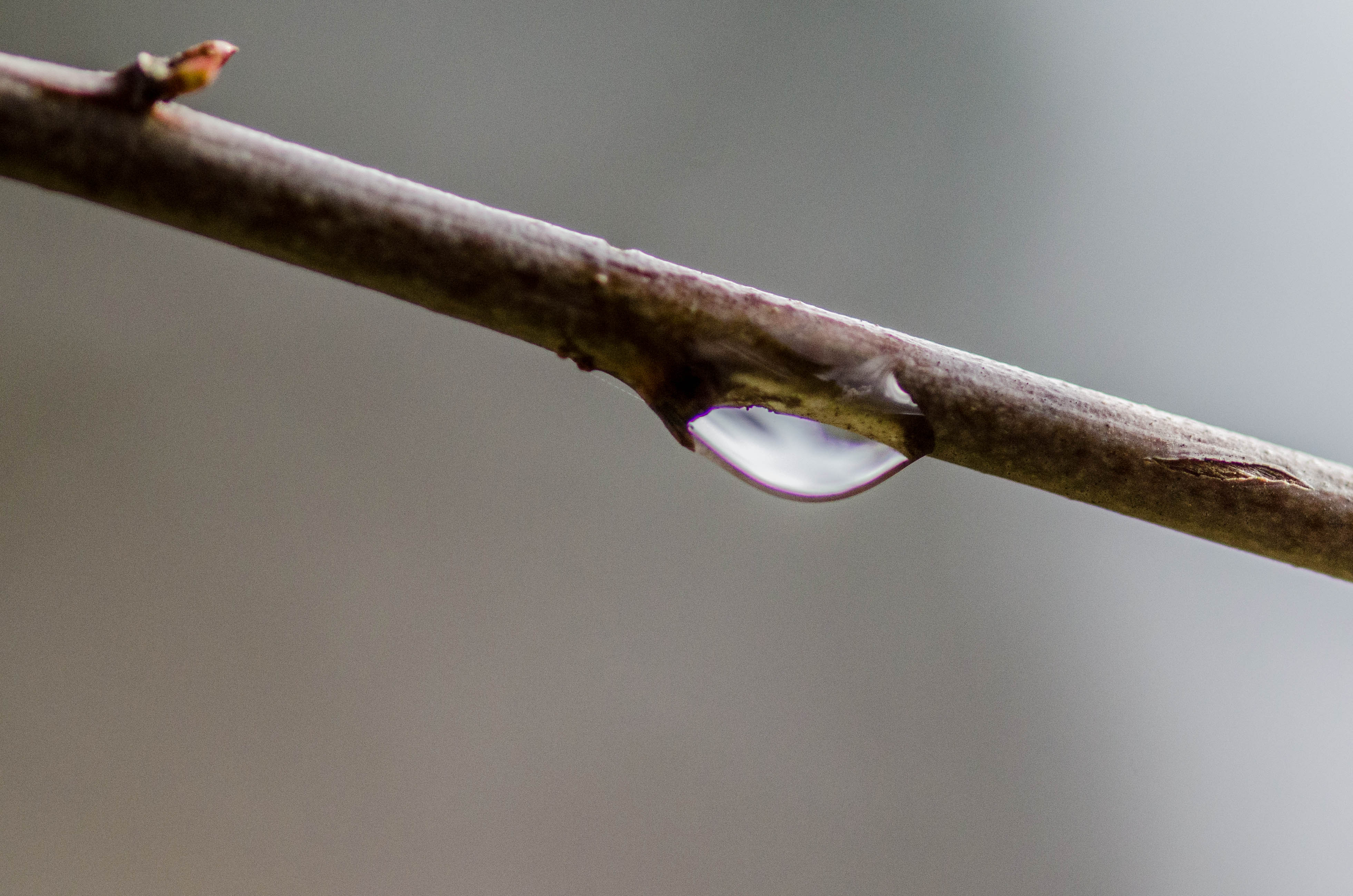 Gota en la ramita