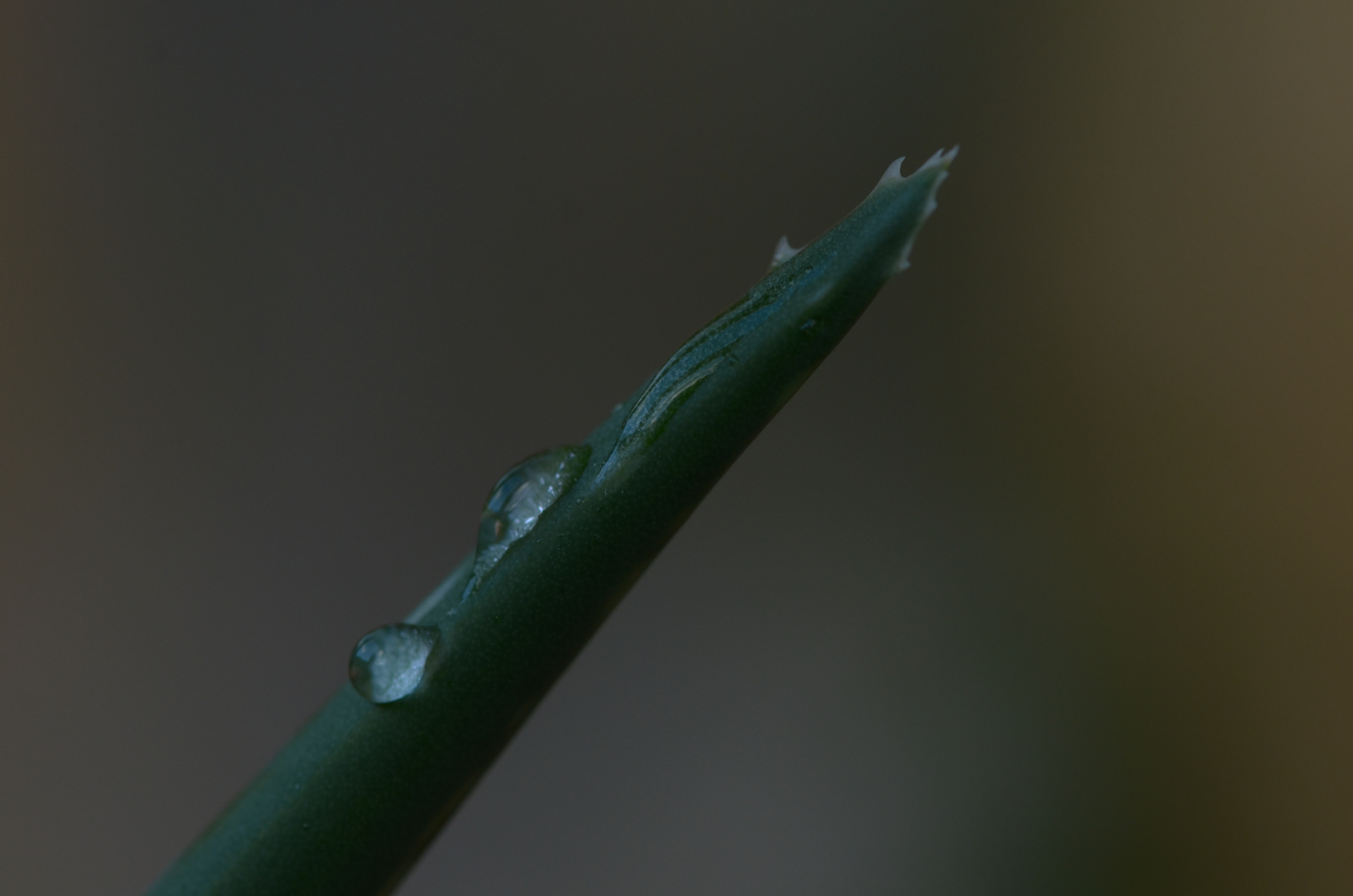 Gotas en el áloe
