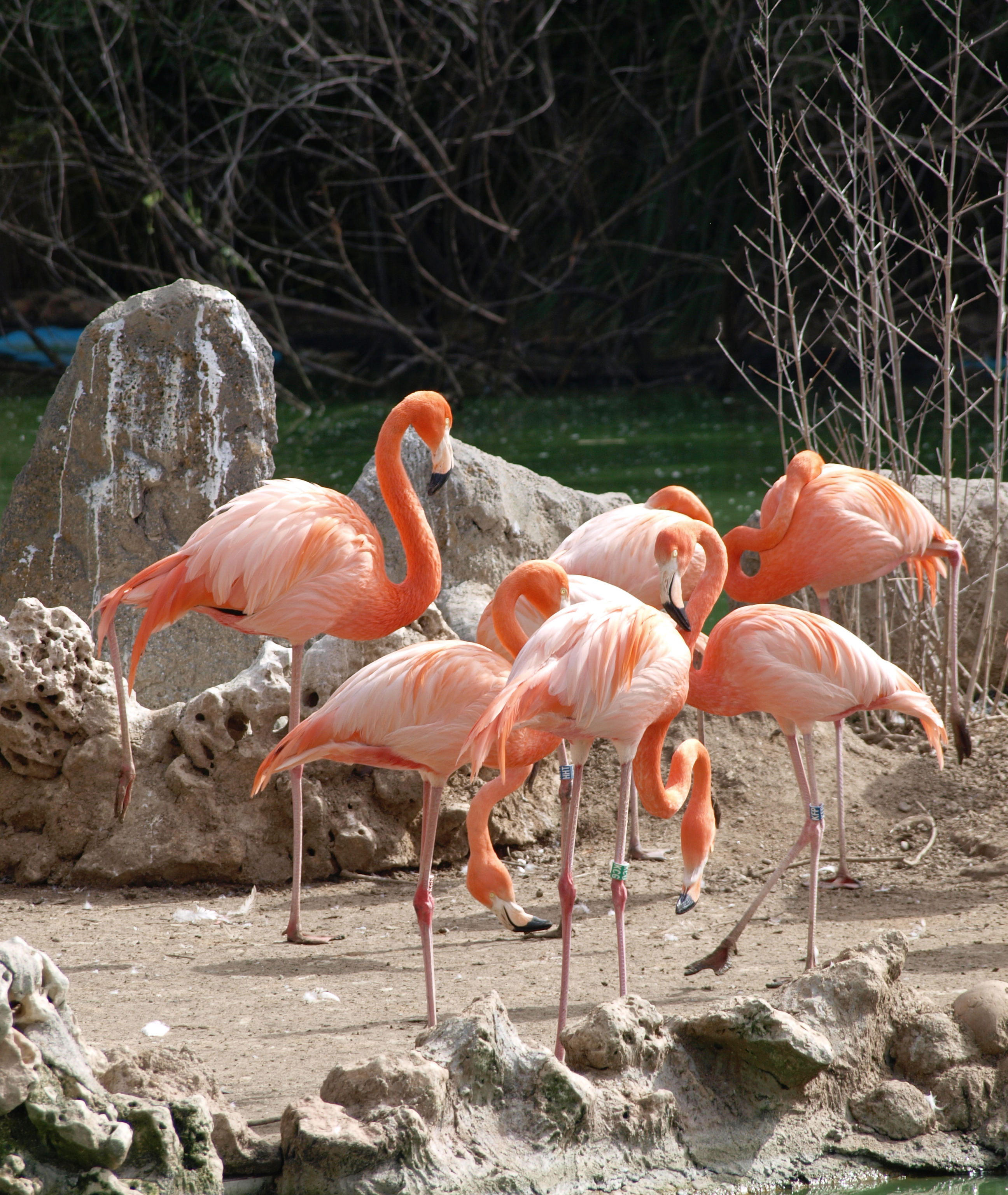 Grupo de flamencos