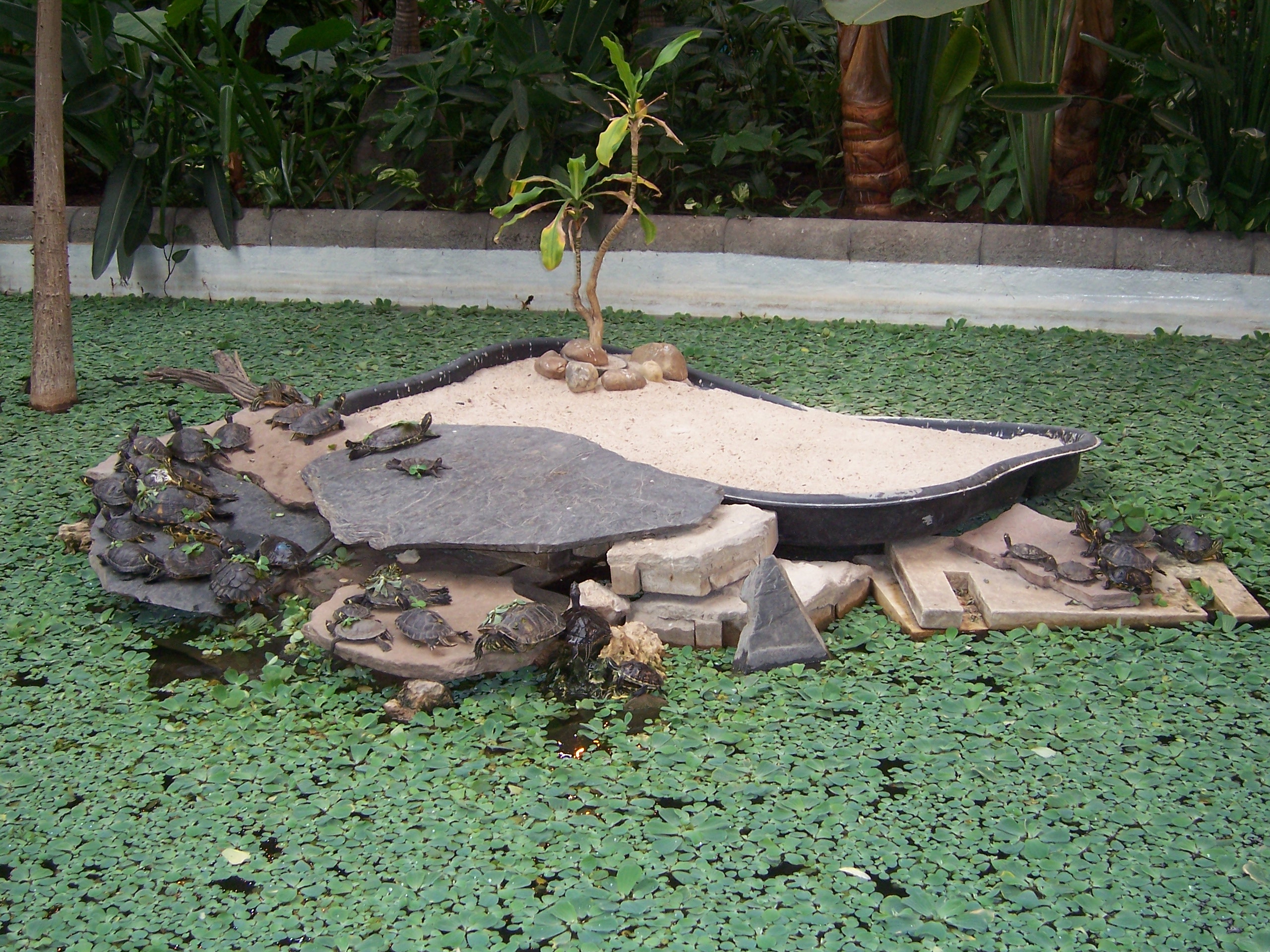 Isla de tortugas