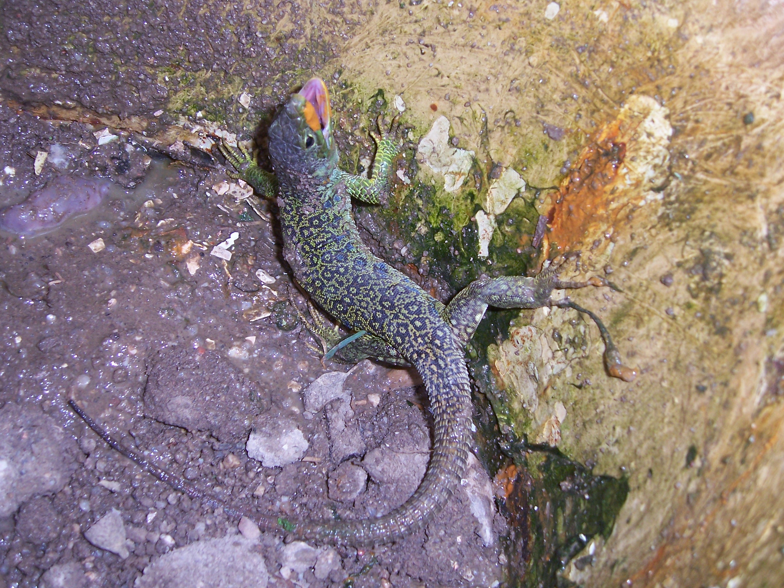 Lagarto, lagarto