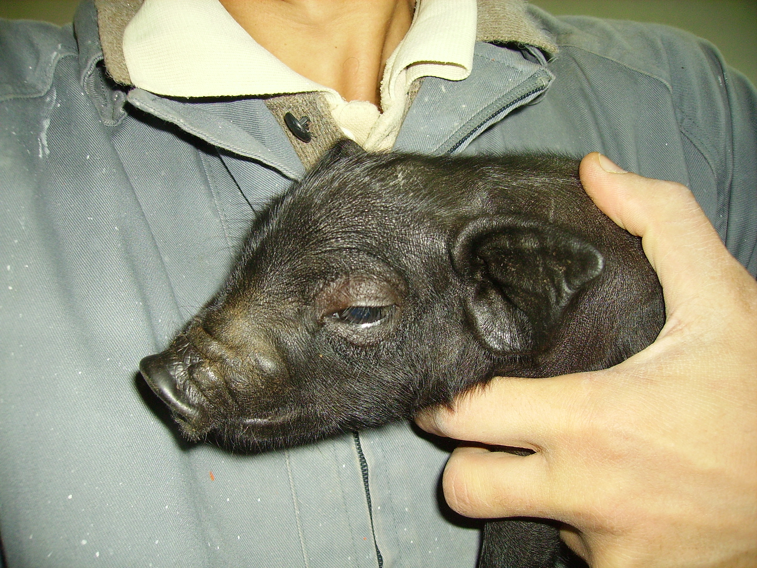 Lechón de dos días
