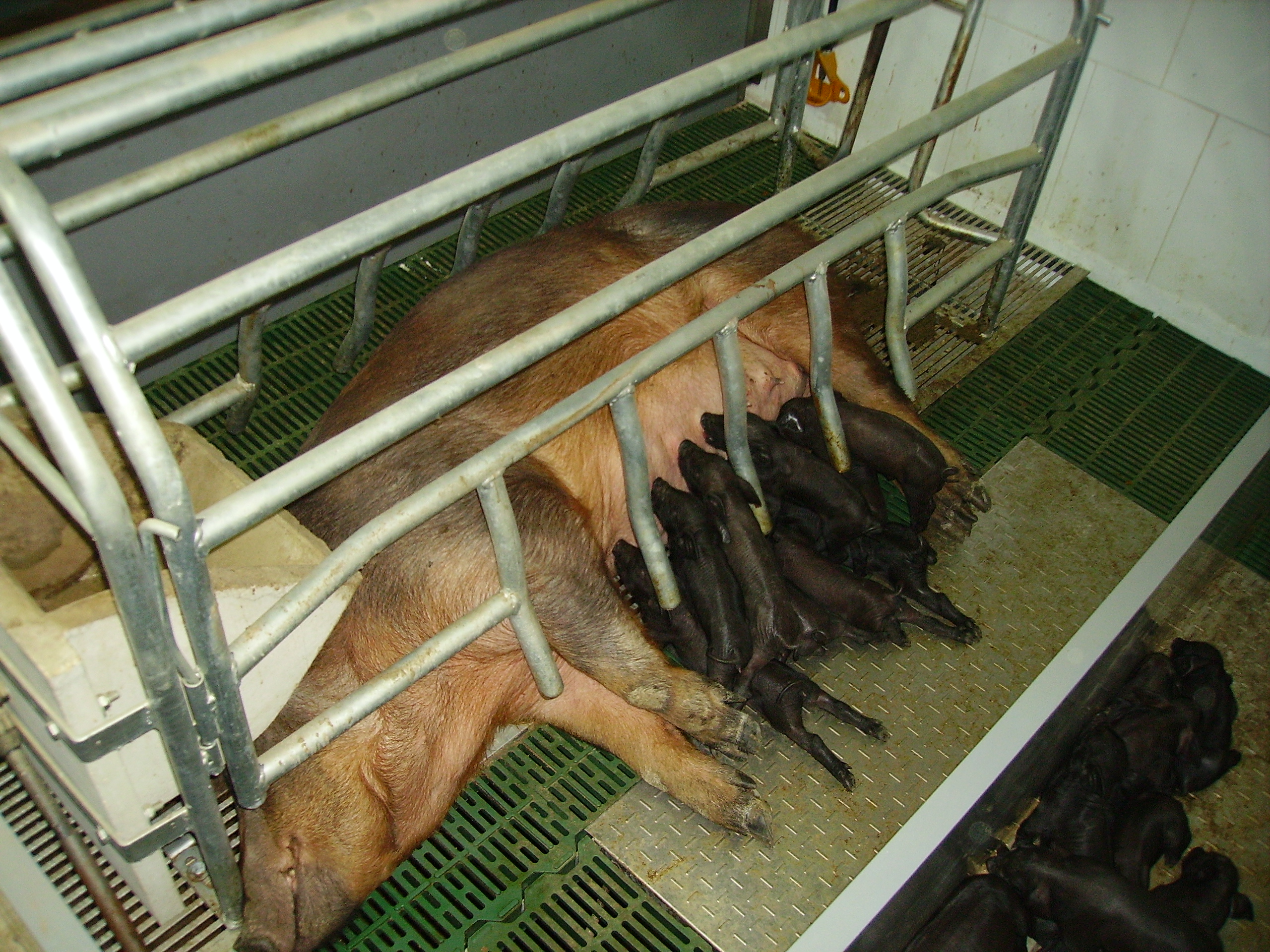 Lechones recién nacidos