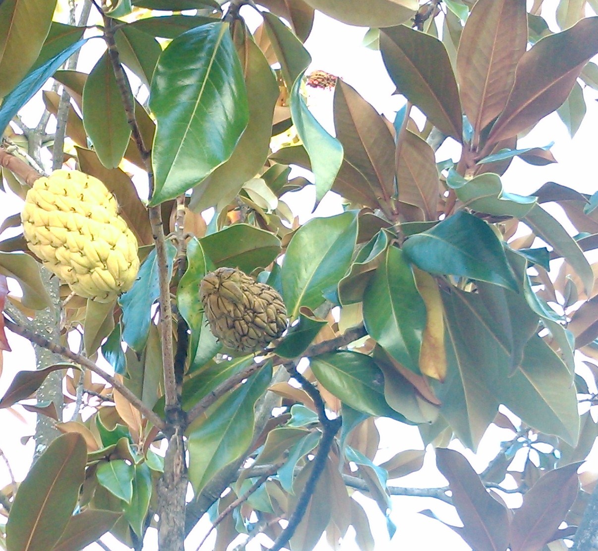Magnolia grandiflora (magnolio)