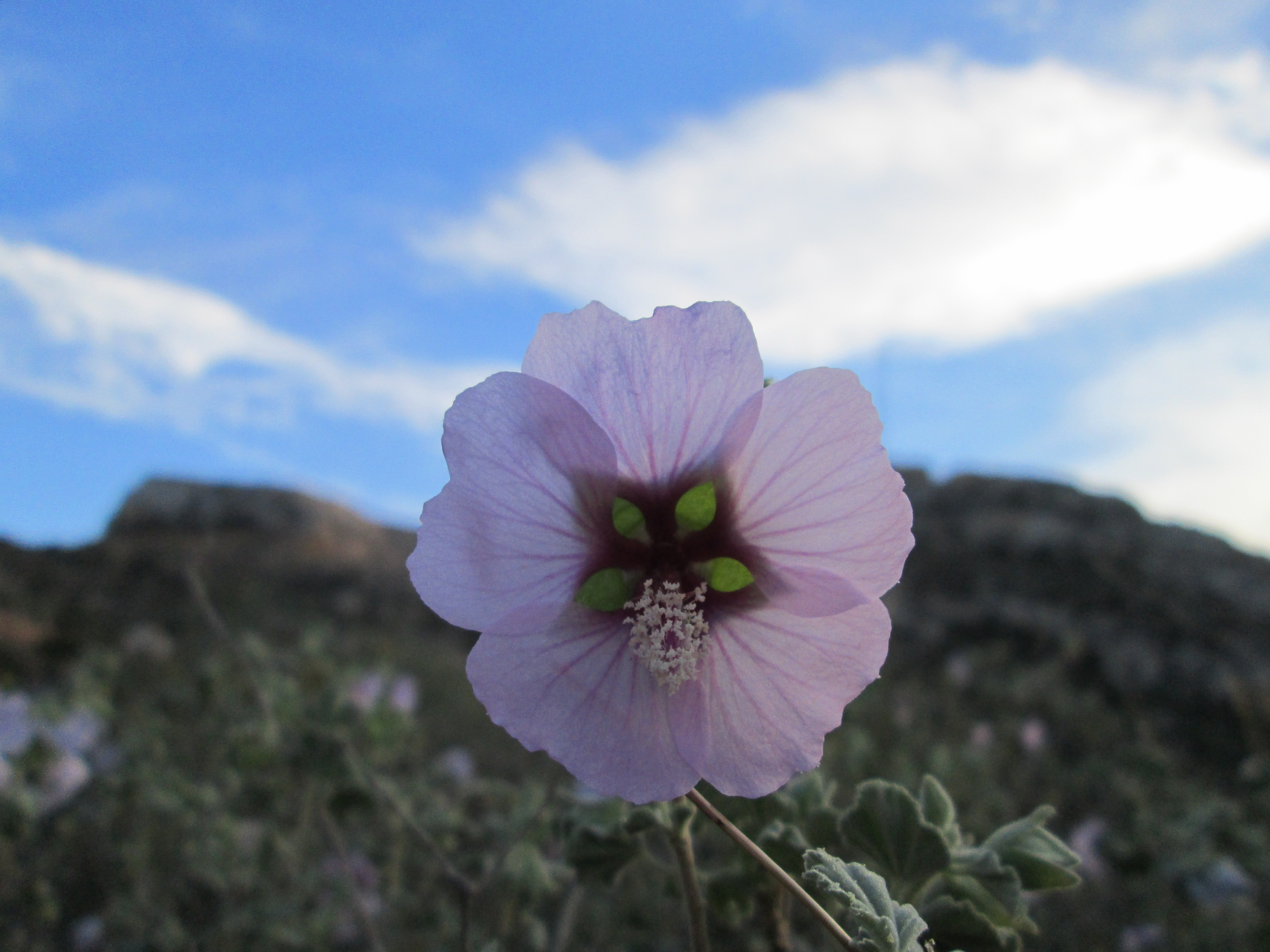 Malva