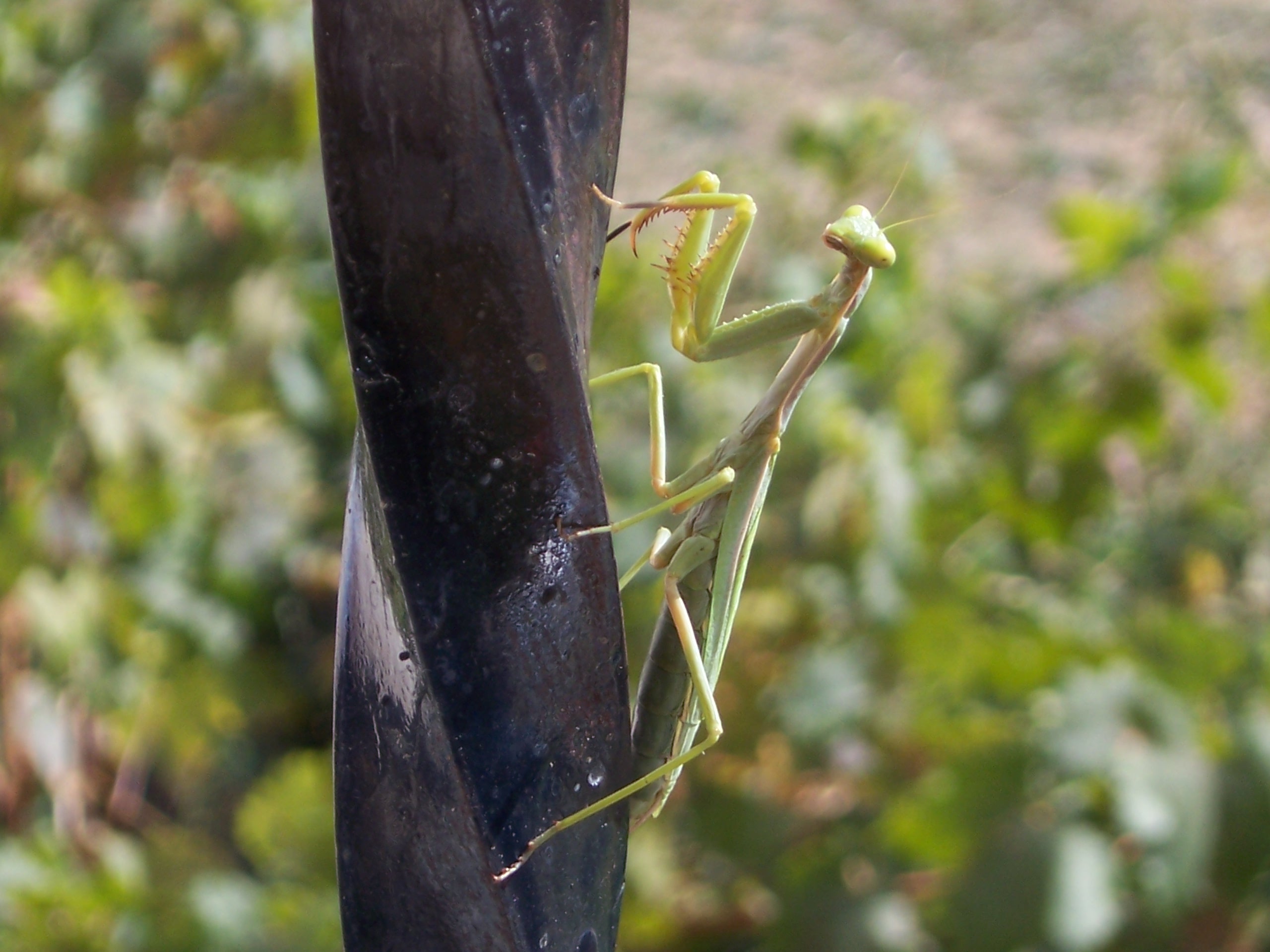 Mantis religiosa