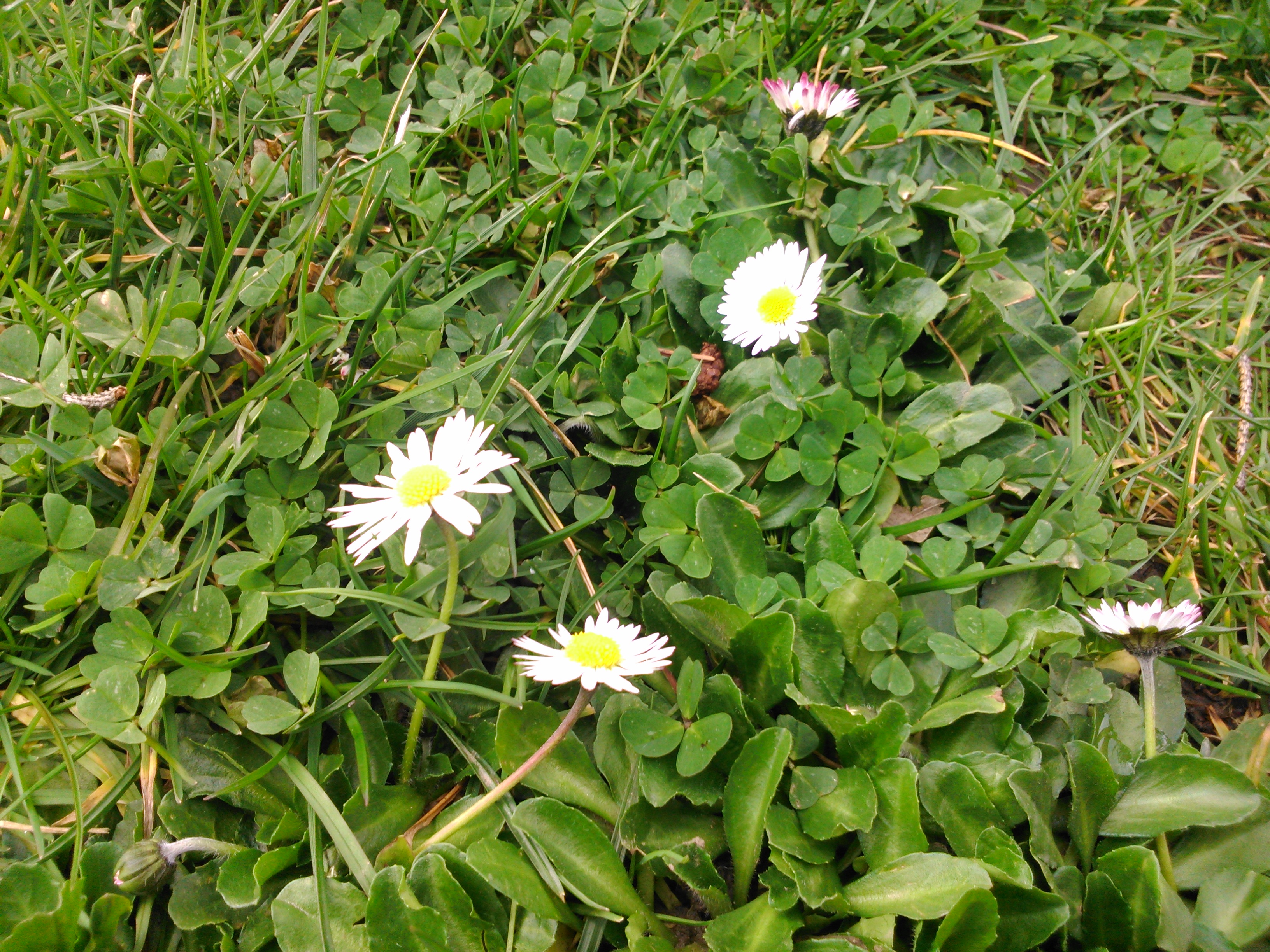 Margaritas (Bellis perennis)