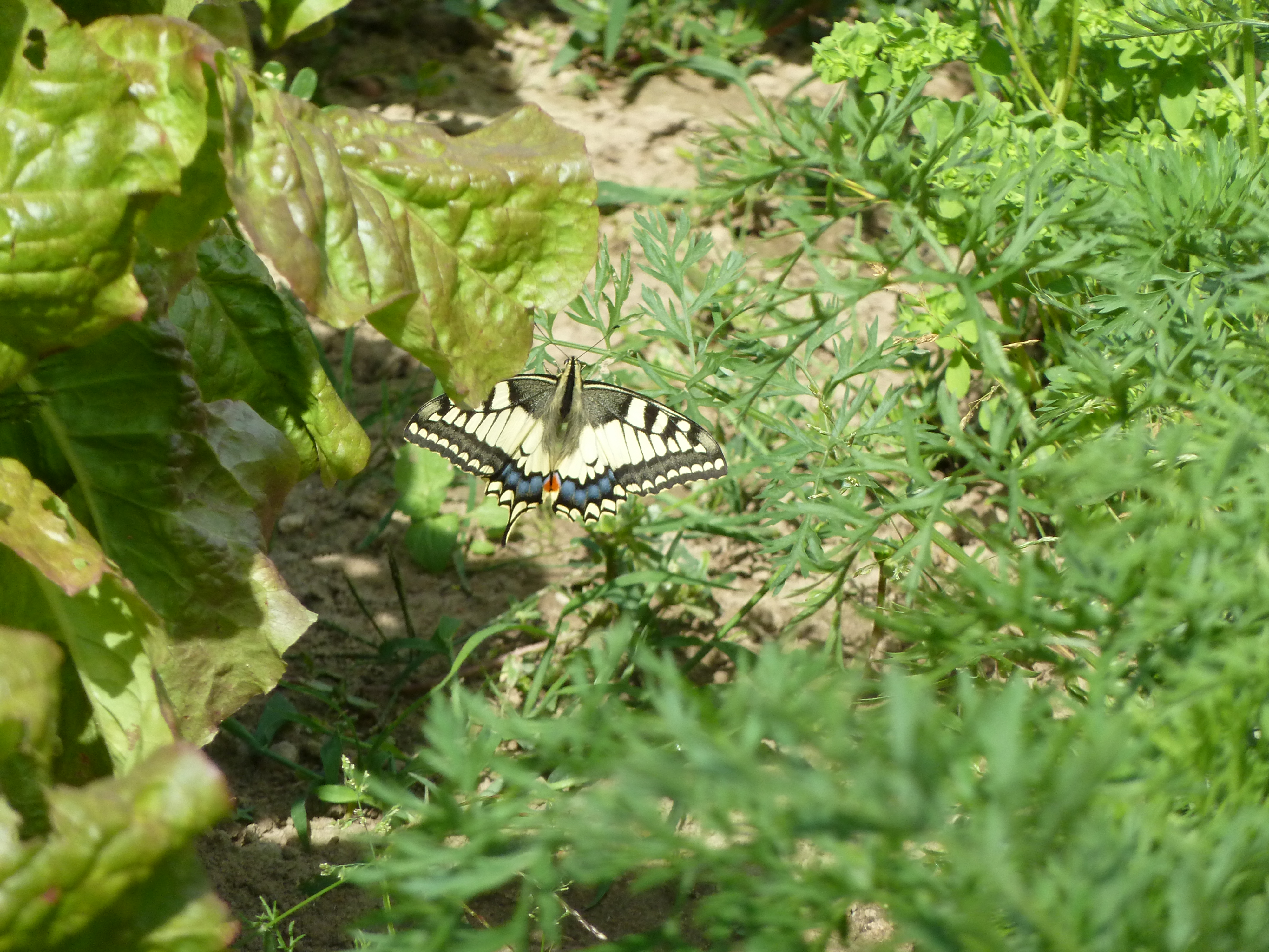 Metamorfosis