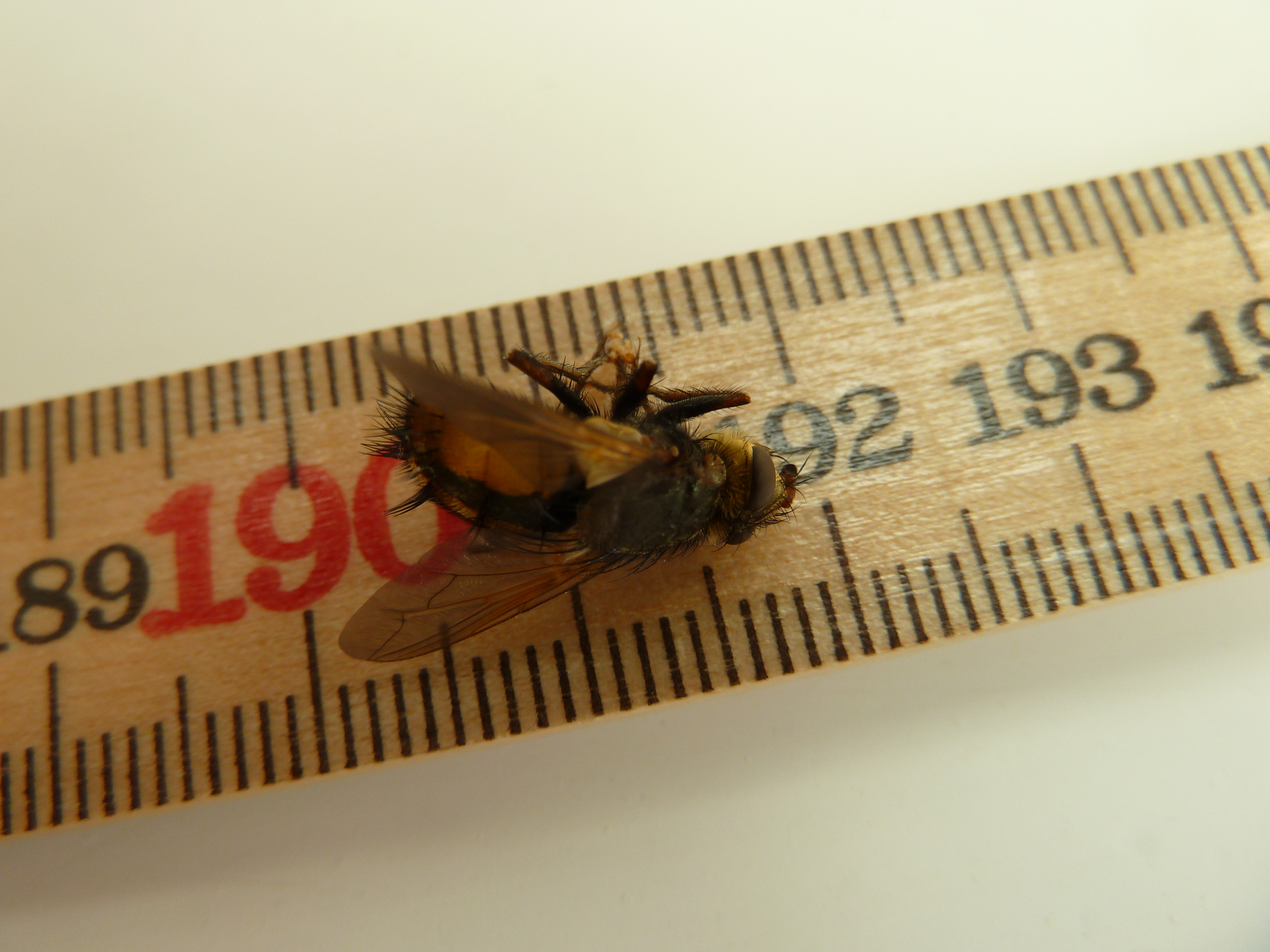 Mosca