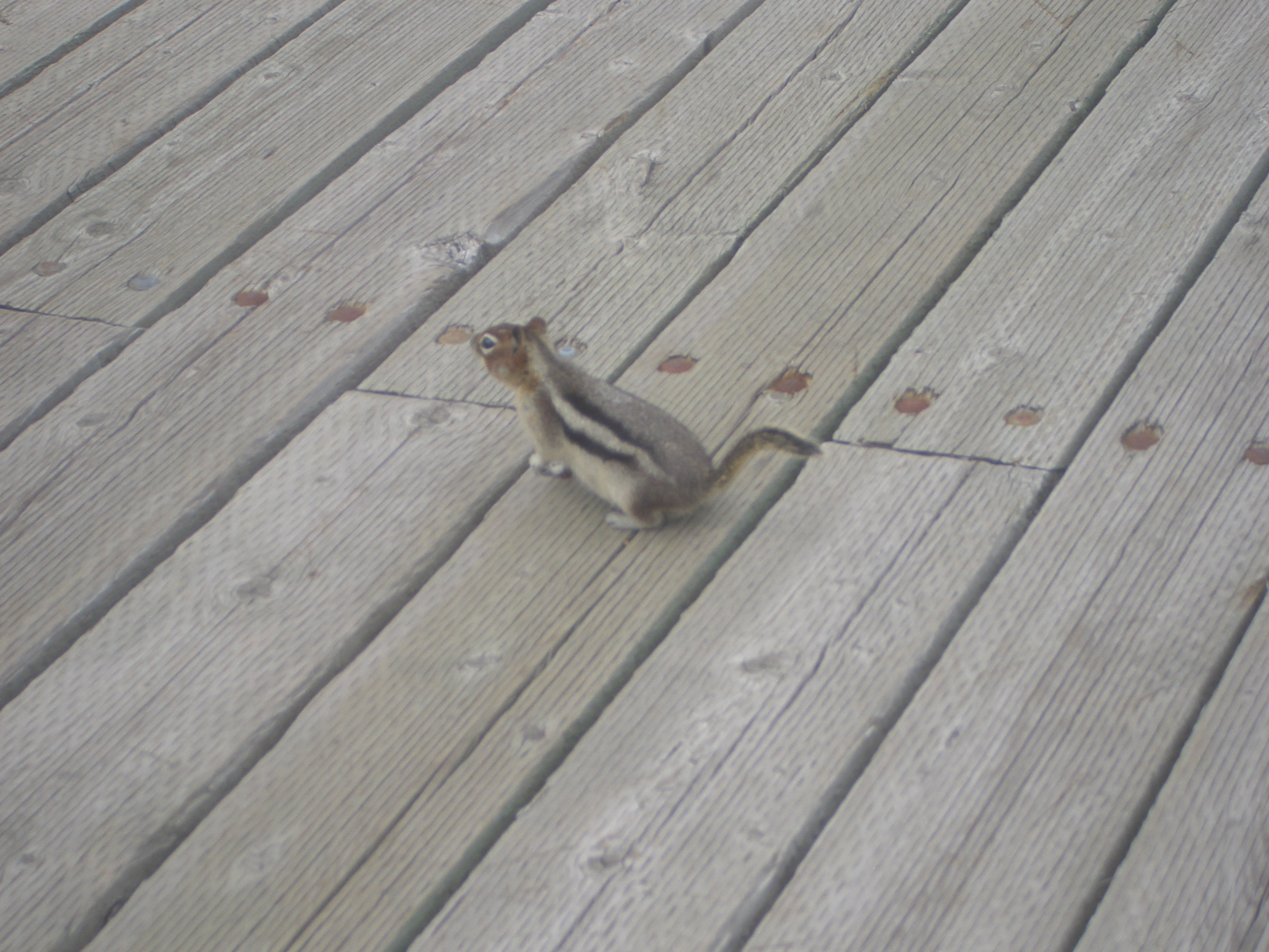 Muestra de fauna canadiense (costa oeste) 2