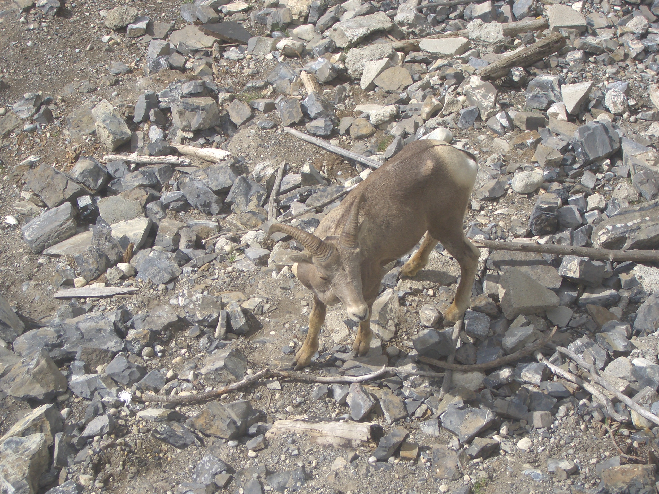 Muestra de fauna Canadiense (costa oeste) 3