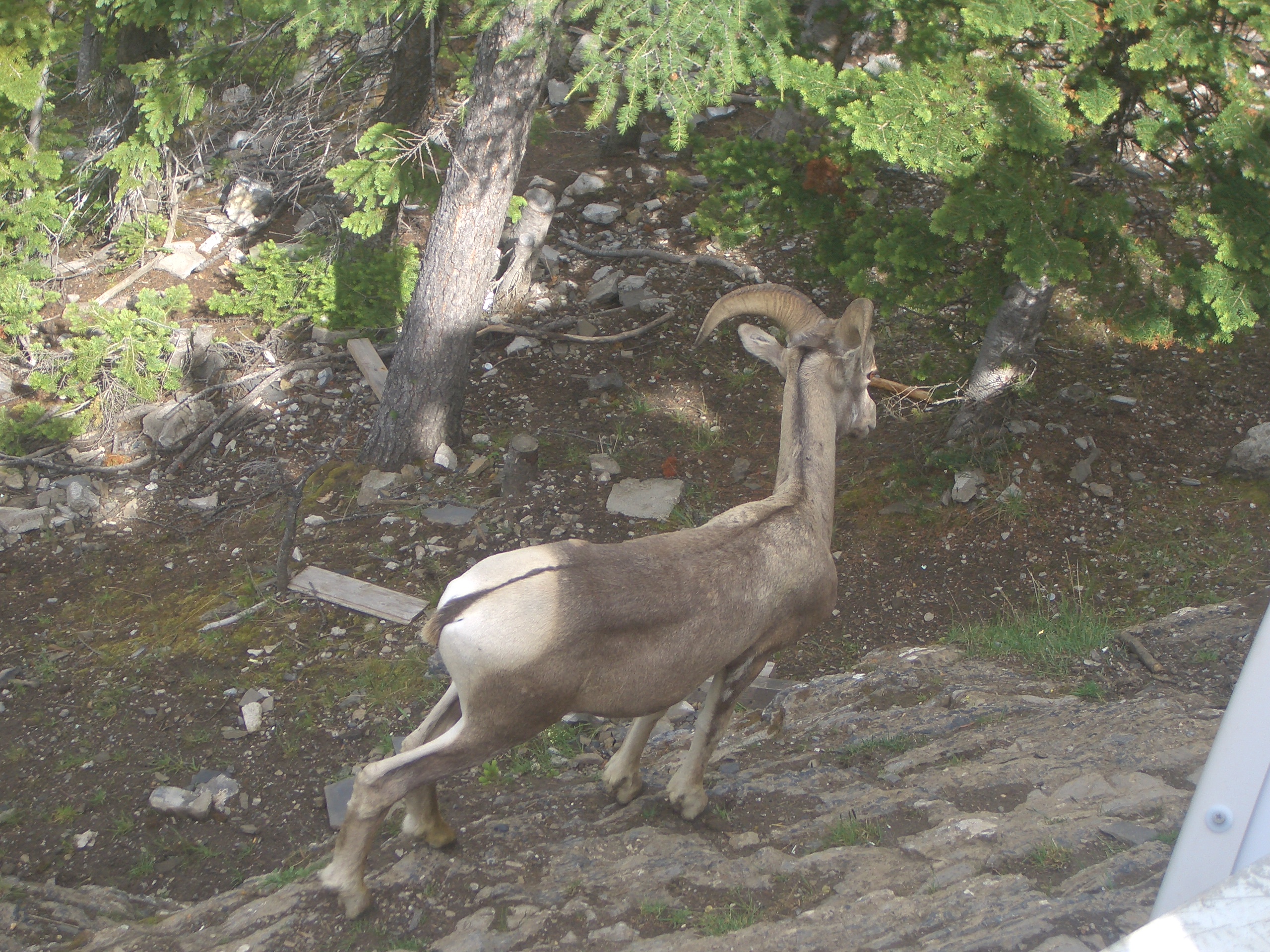 Muestra de fauna canadiense (costa oeste) 4
