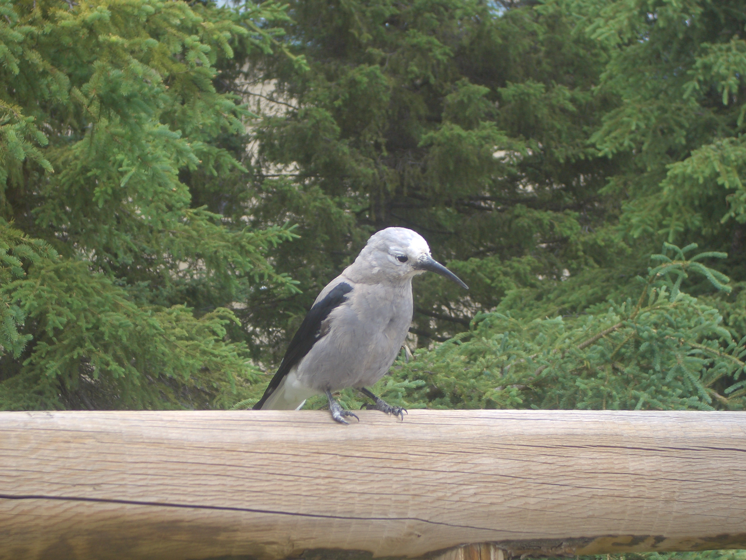 Muestra de fauna canadiense (costa oeste) 5