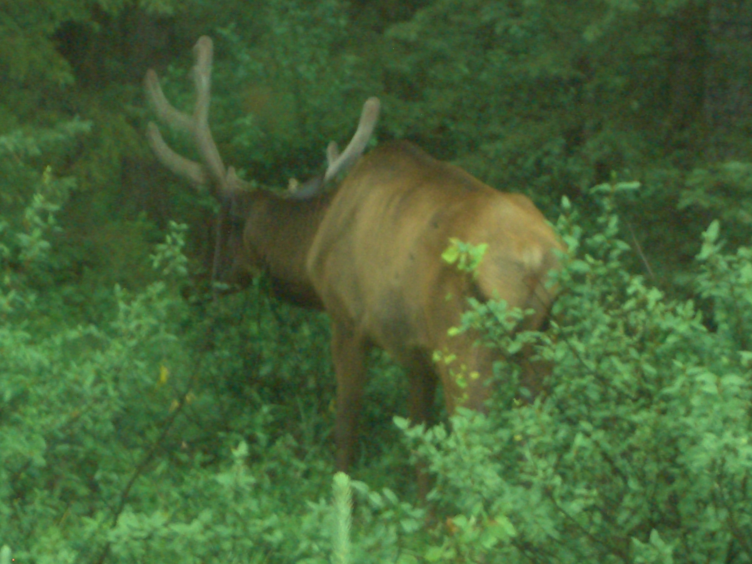 Muestra de fauna canadiense (costa oeste) 7