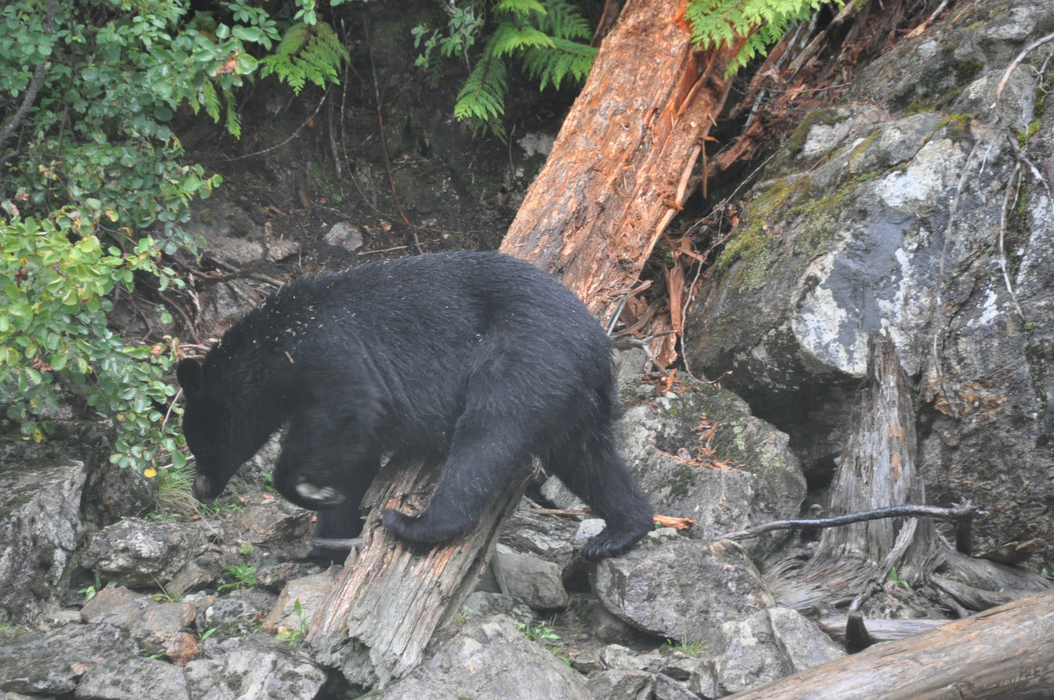 Muestra de fauna canadiense (costa oeste) 8