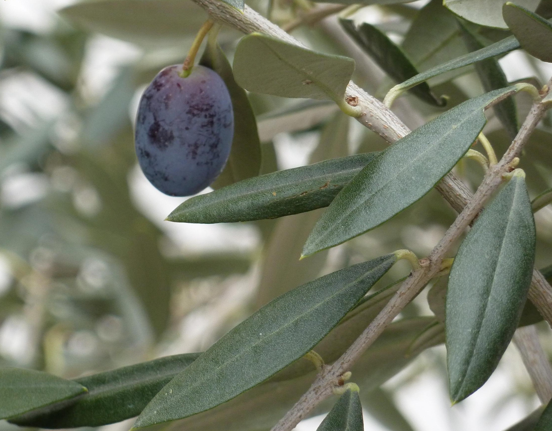 Olivo