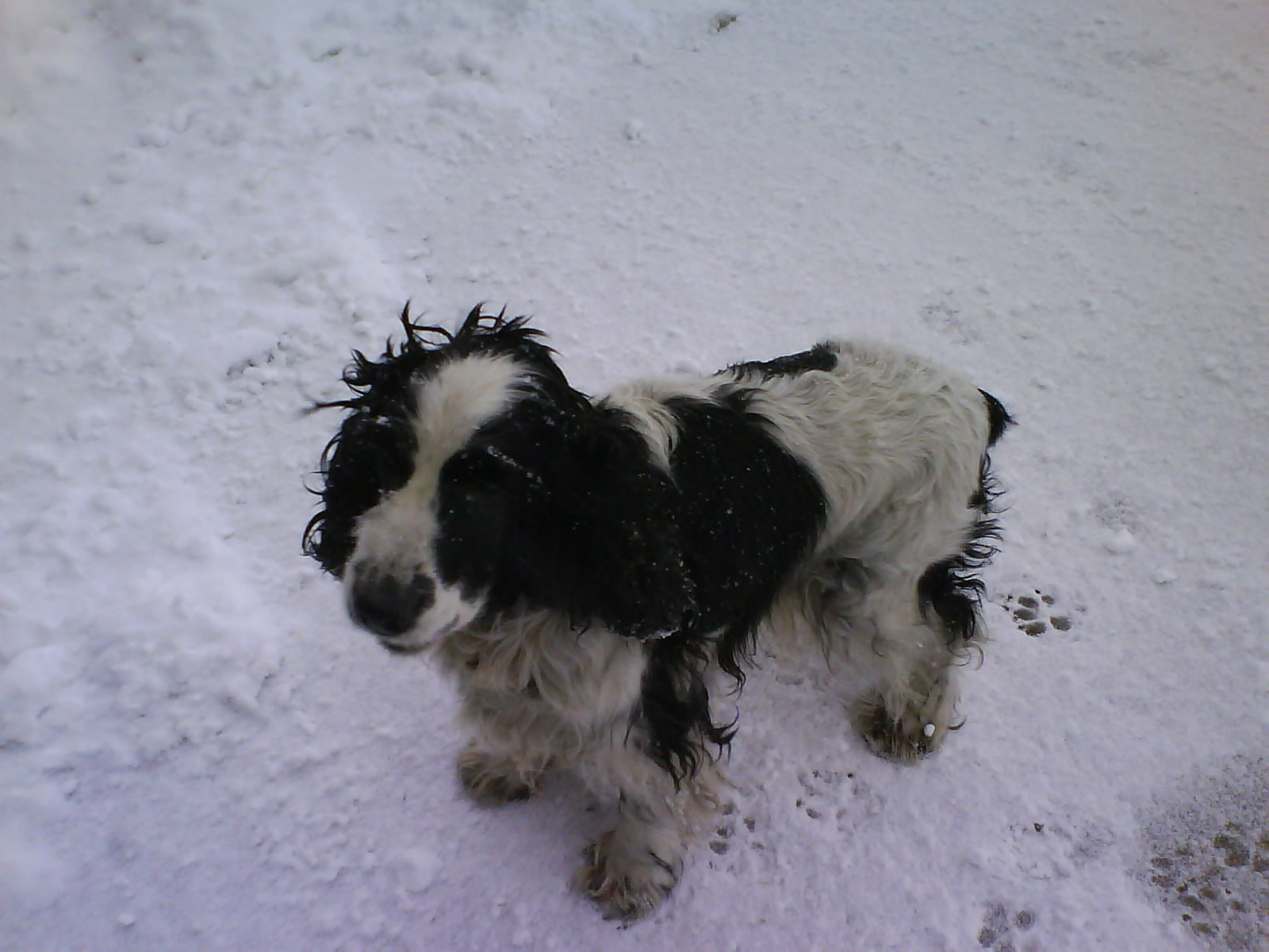 Onna (Cocker Spaniel) conoce la nieve