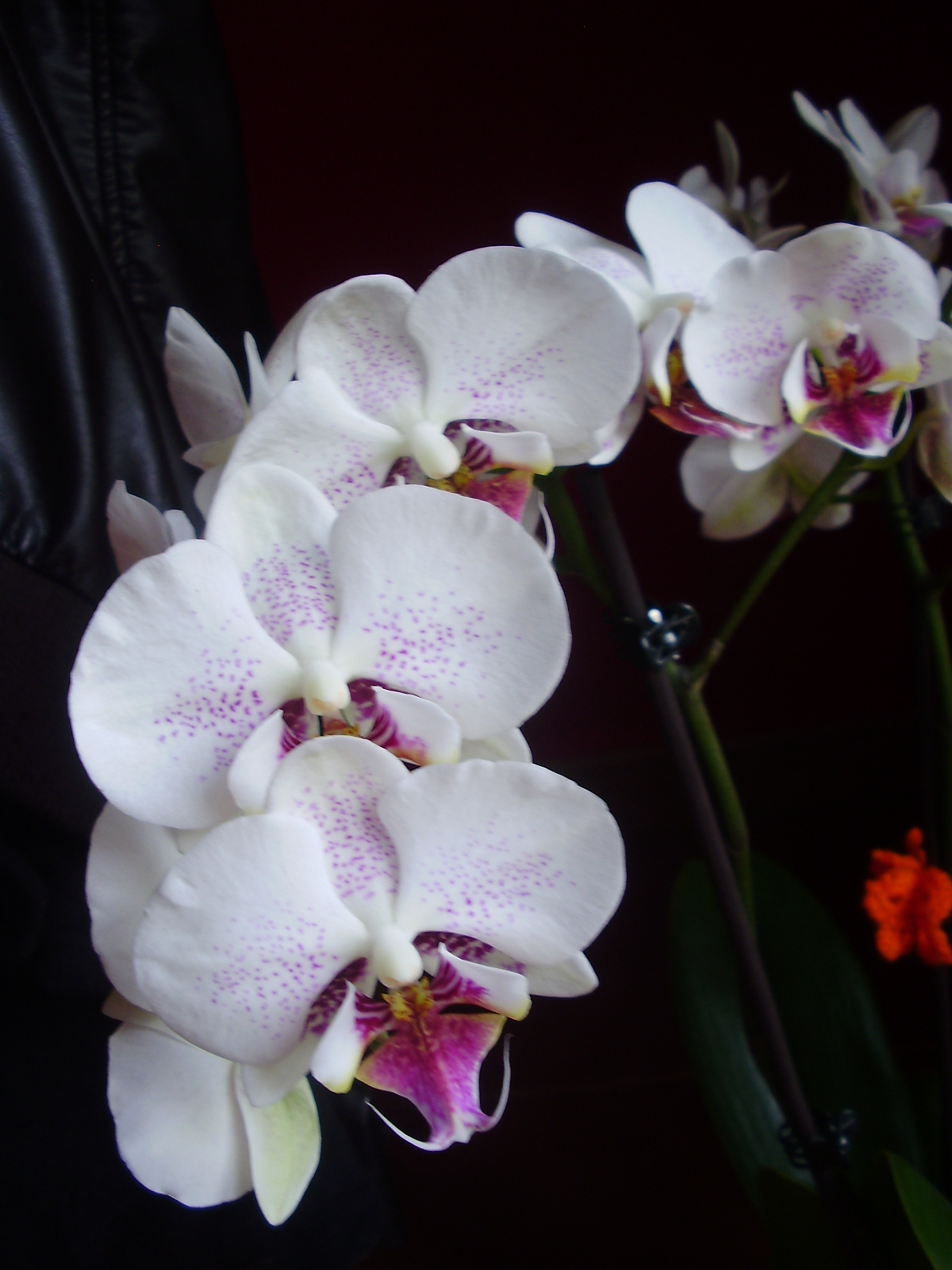 Orquídea