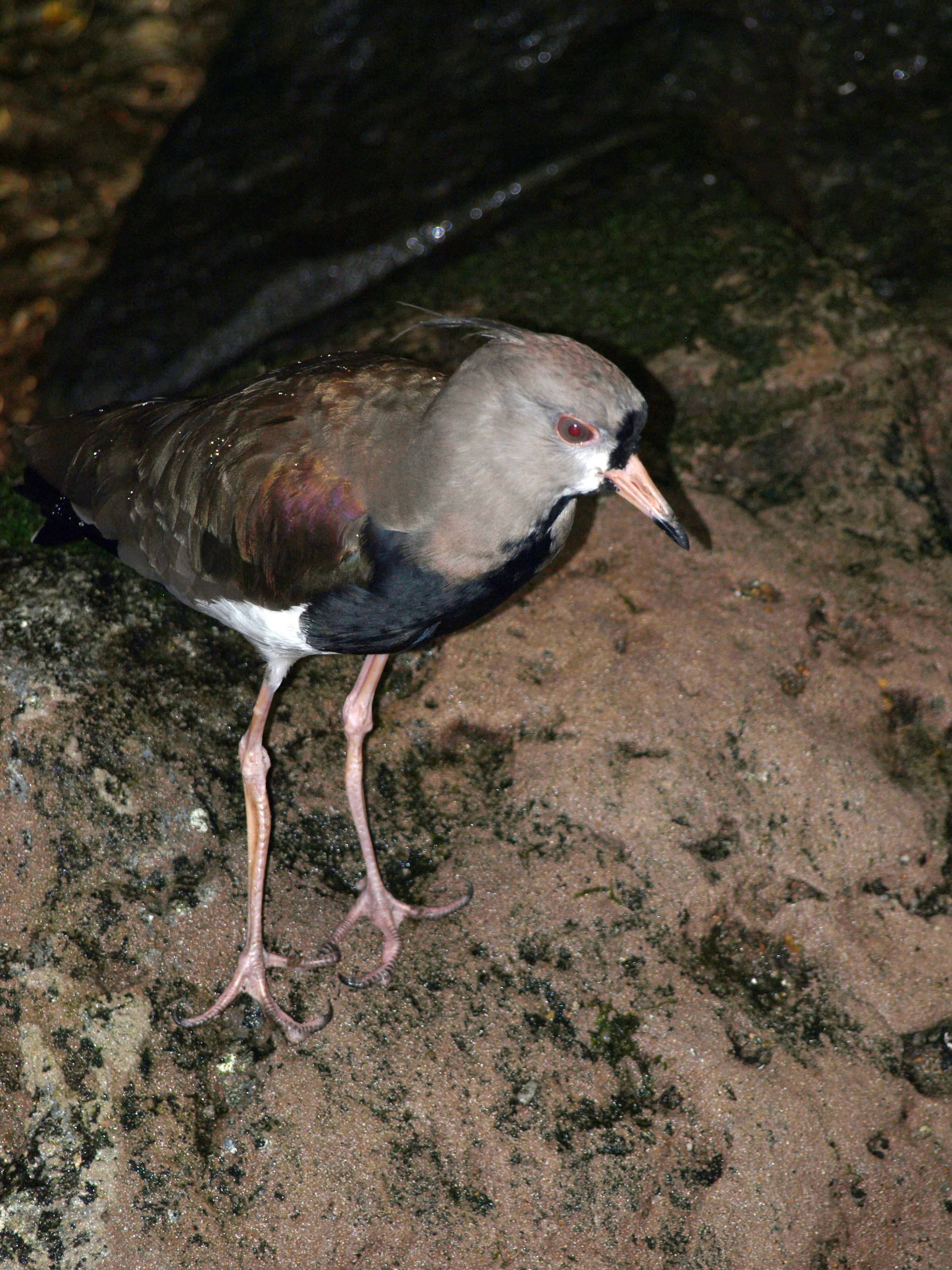 Pájaro