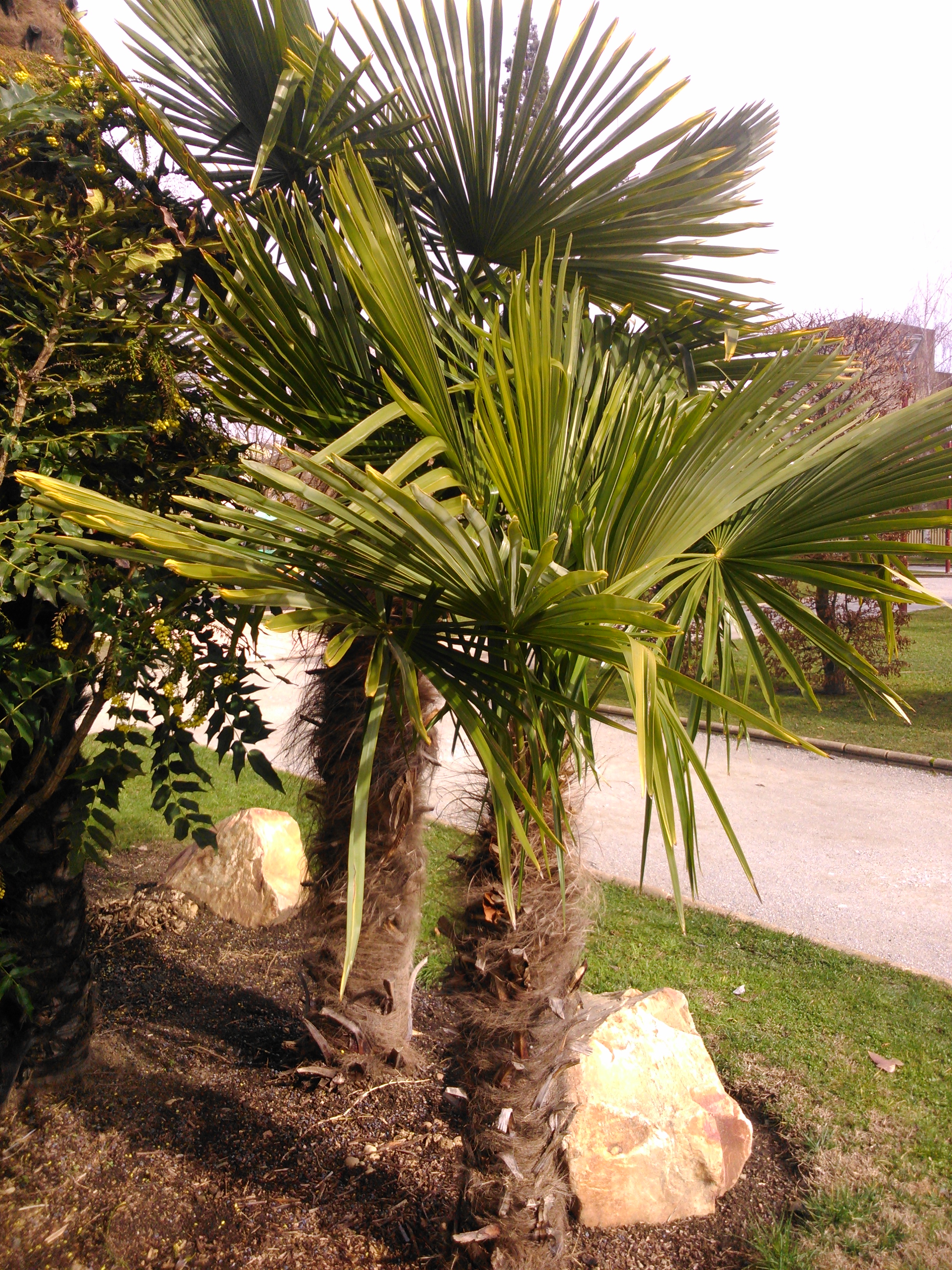 Palmito de la China (Trachicarpus fortunei)