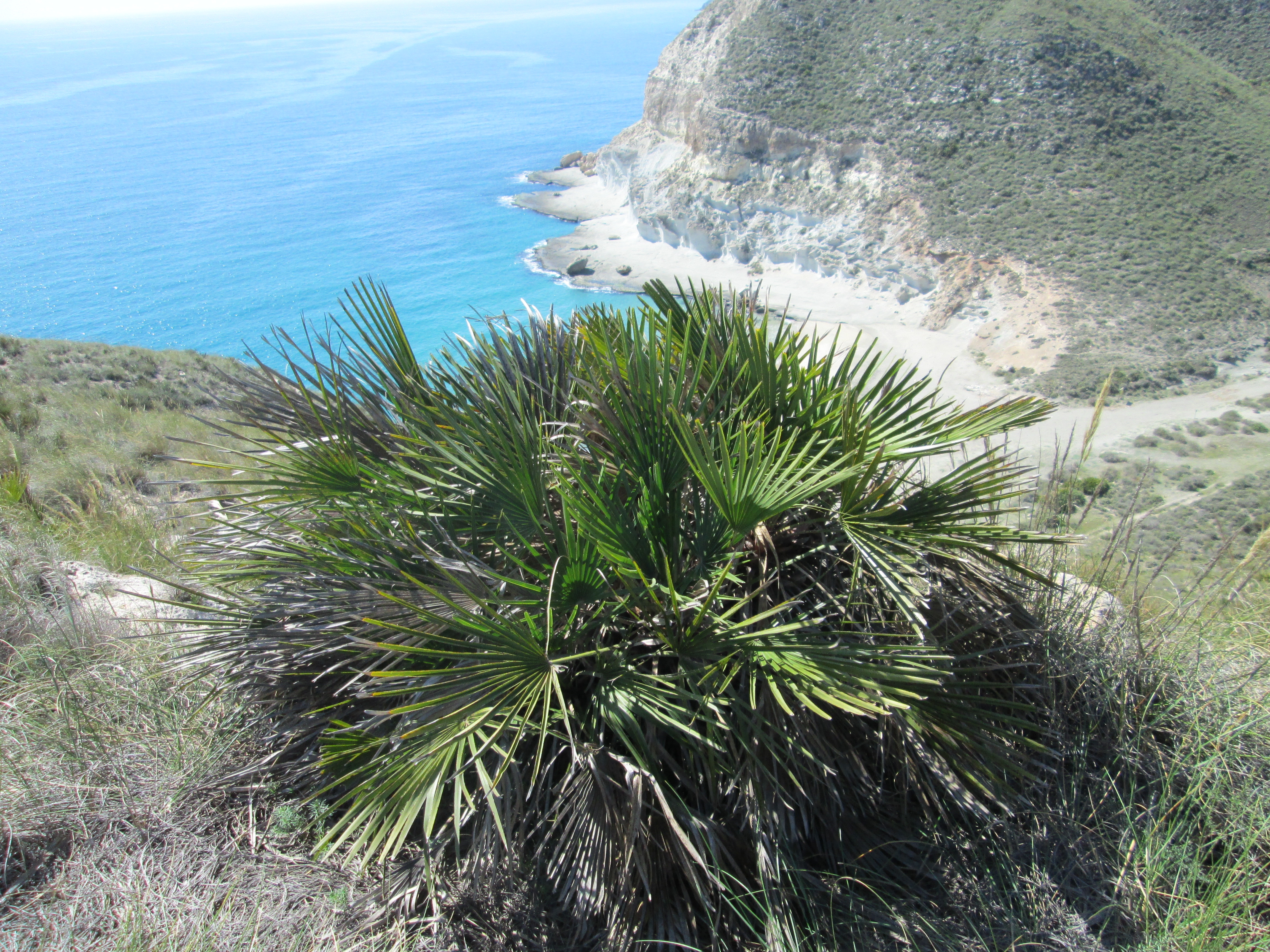 Palmito