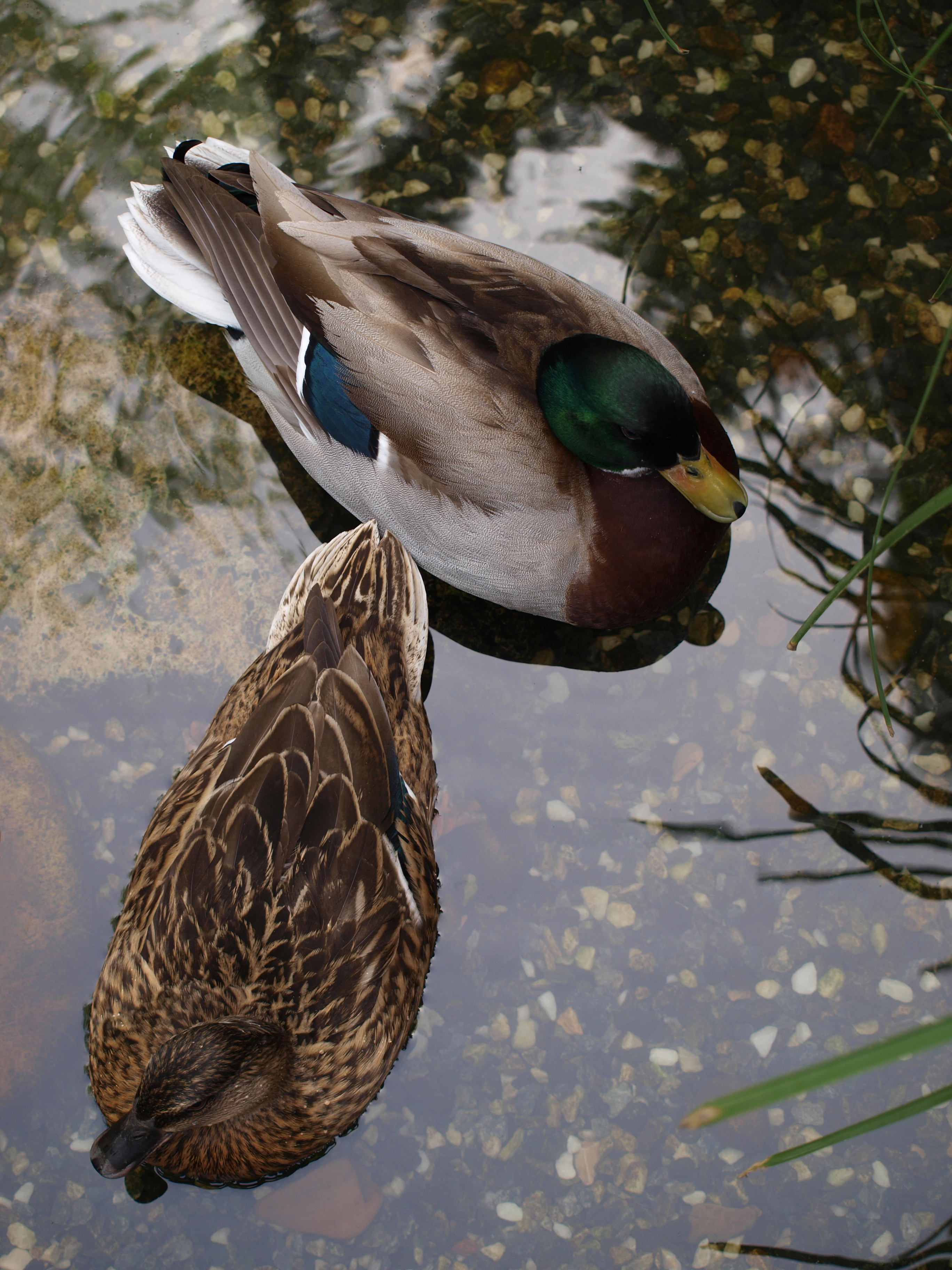 Patos