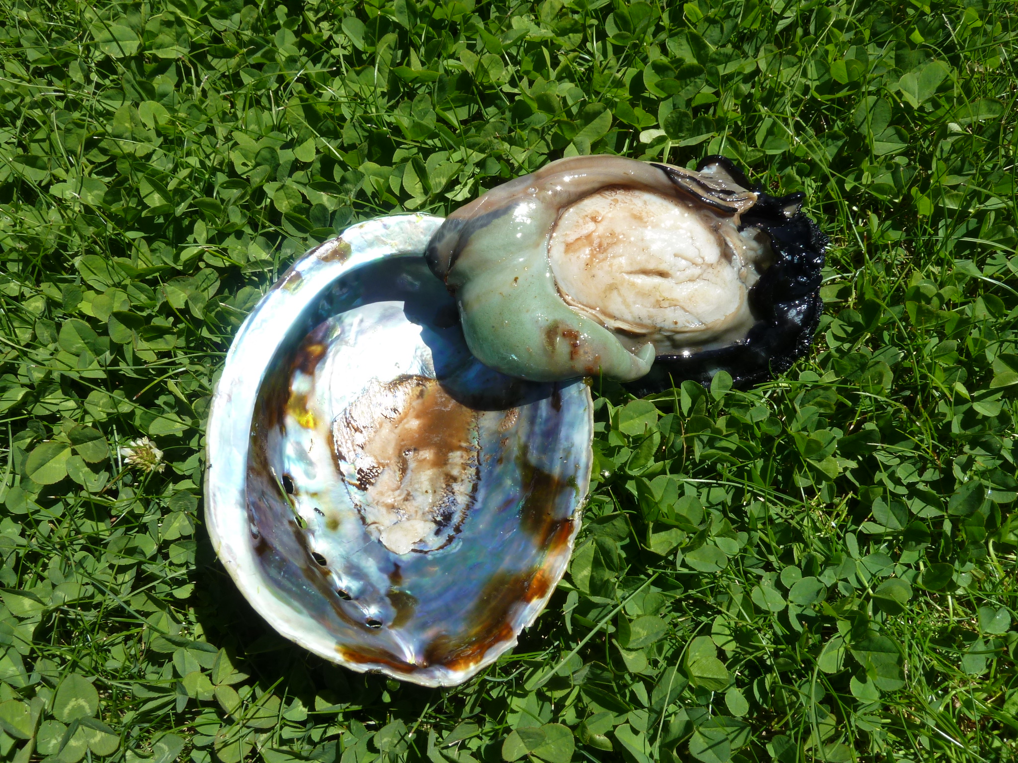 Paua