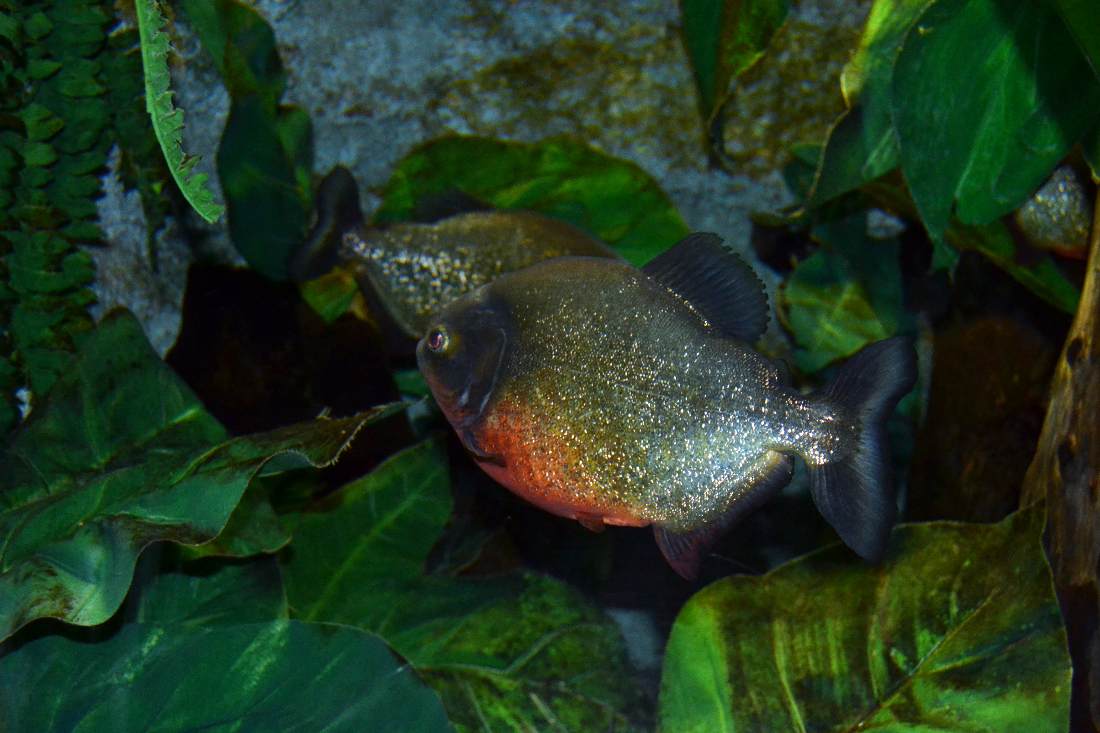 Peces