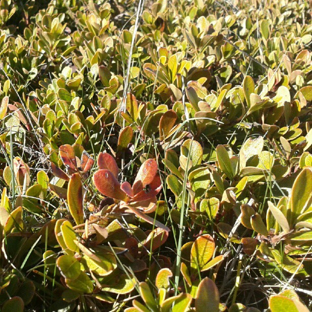 Planta invernal